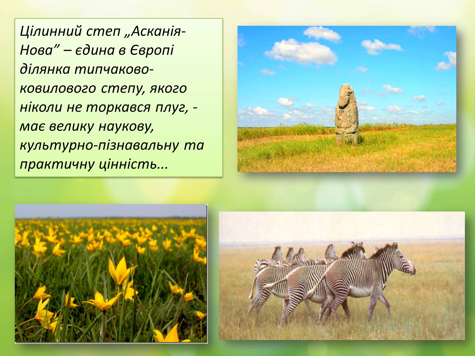 Презентація на тему «Біосферний заповідник «Асканія-Нова» імені Ф.Е.Фальц-Фейна» - Слайд #6 Презентація на тему «Біосферний заповідник «Асканія-Нова» імені Ф.Е.Фальц-Фейна» - Слайд #6