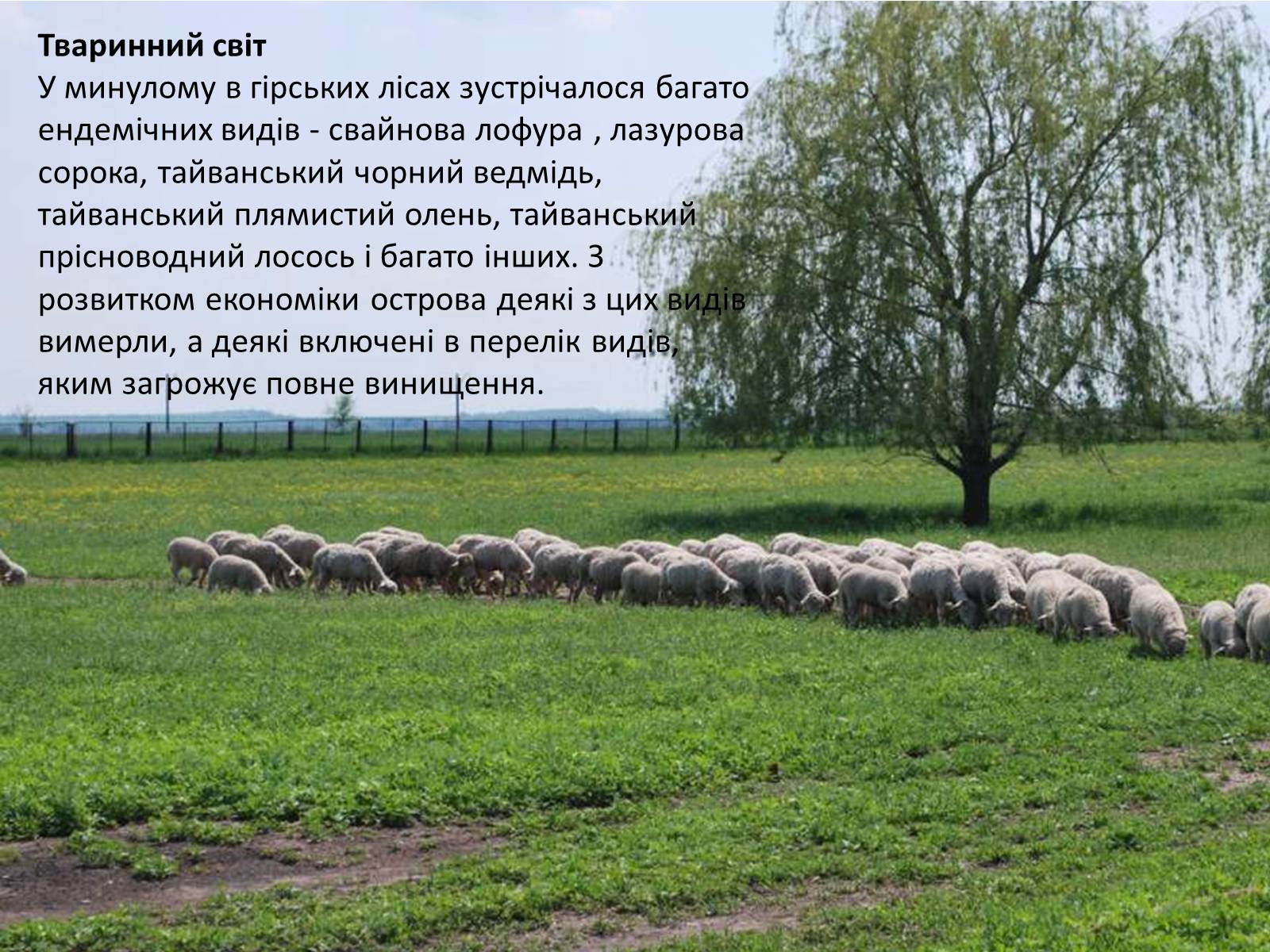 Презентація на тему «Тайвань» - Слайд #7 Презентація на тему «Тайвань» - Слайд #7