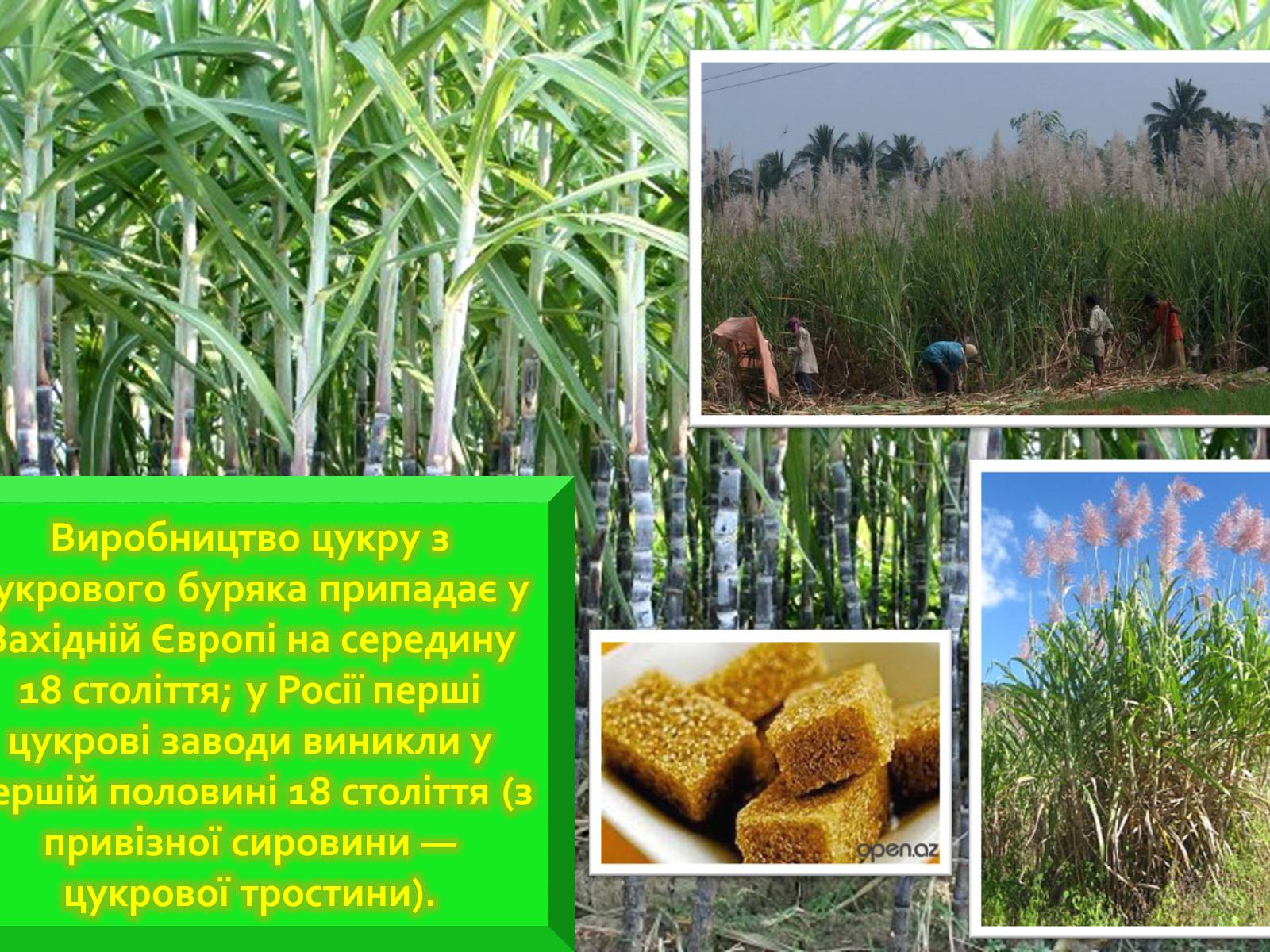 Презентація на тему «Розвиток цукрової промисловості в Україні» - Слайд #4 Презентація на тему «Розвиток цукрової промисловості в Україні» - Слайд #4