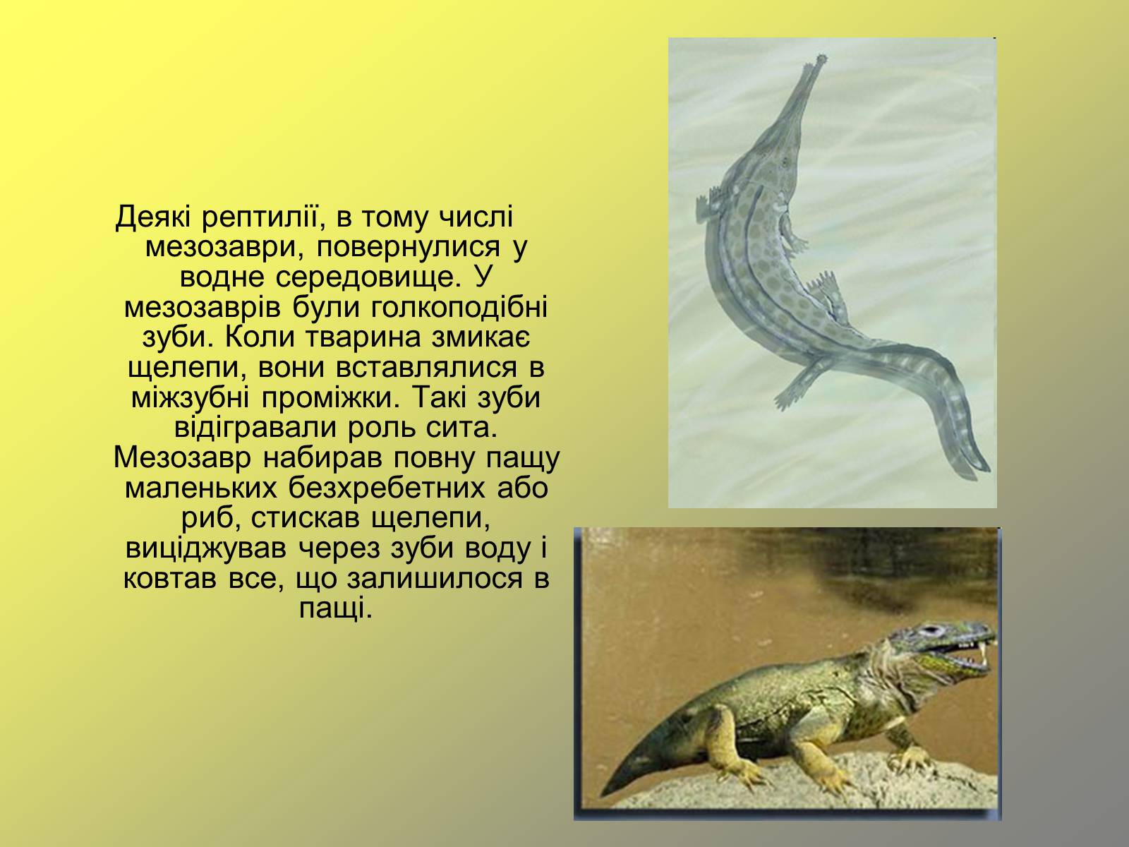 Презентація на тему «Пермський період» - Слайд #12 Презентація на тему «Пермський період» - Слайд #12