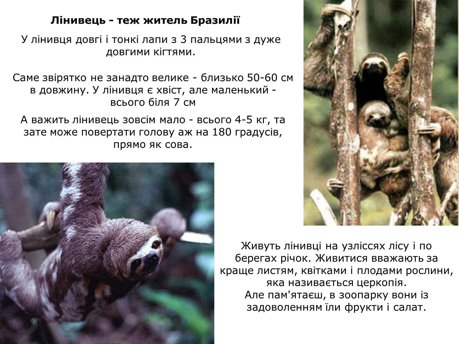 Презентація на тему «Бразилія» (варіант 5) - Слайд #12 Презентація на тему «Бразилія» (варіант 5) - Слайд #12