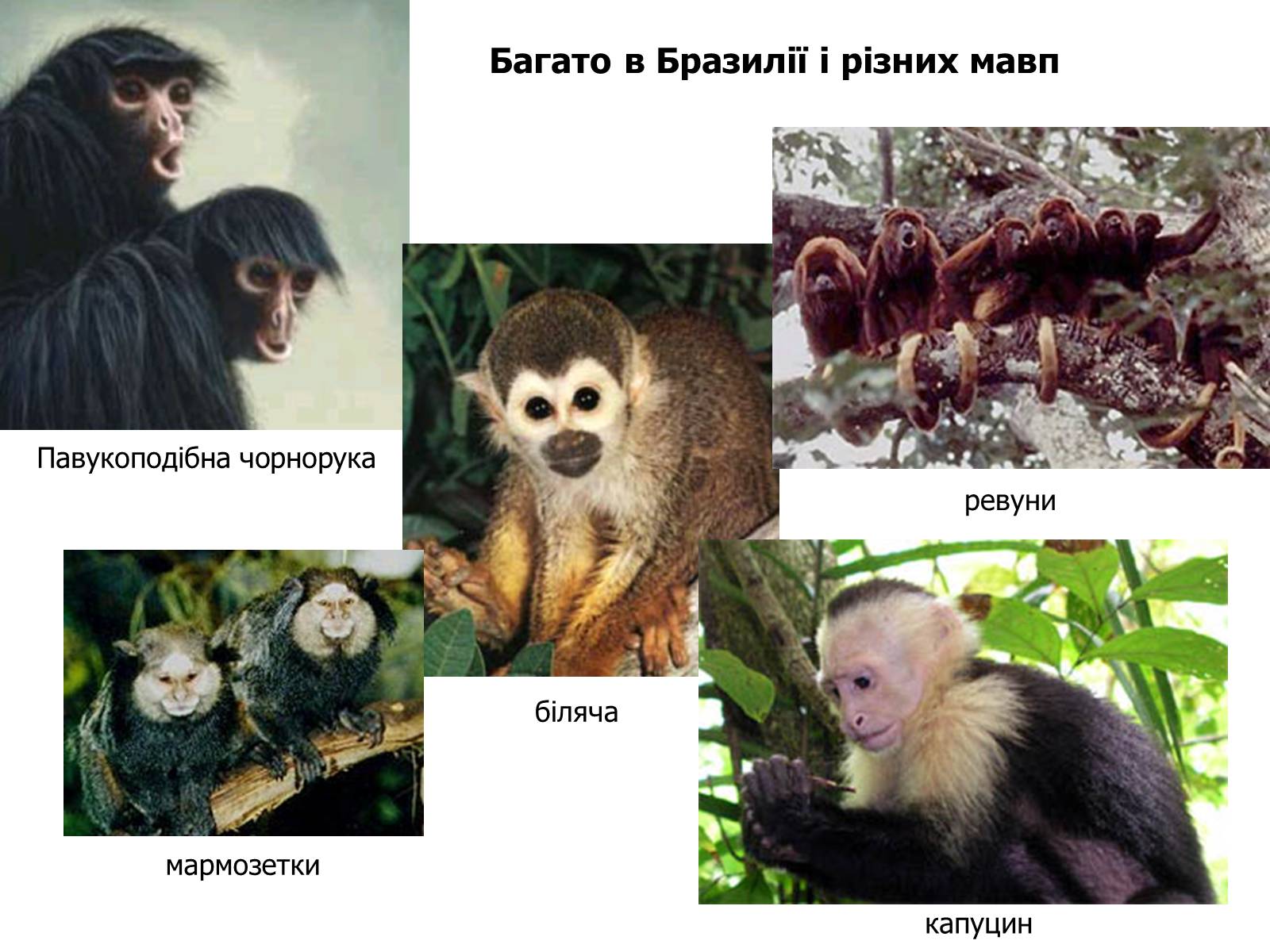 Презентація на тему «Бразилія» (варіант 5) - Слайд #17 Презентація на тему «Бразилія» (варіант 5) - Слайд #17