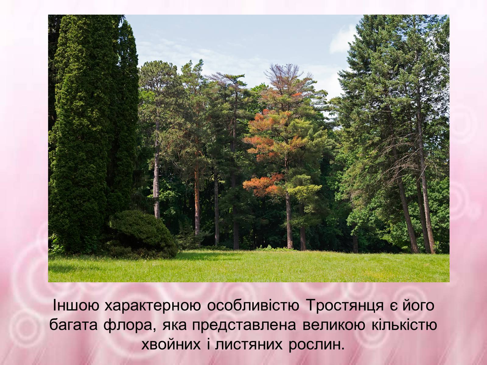 Презентація на тему «Державний дендрологічний парк «Тростянець»» - Слайд #5 Презентація на тему «Державний дендрологічний парк «Тростянець»» - Слайд #5