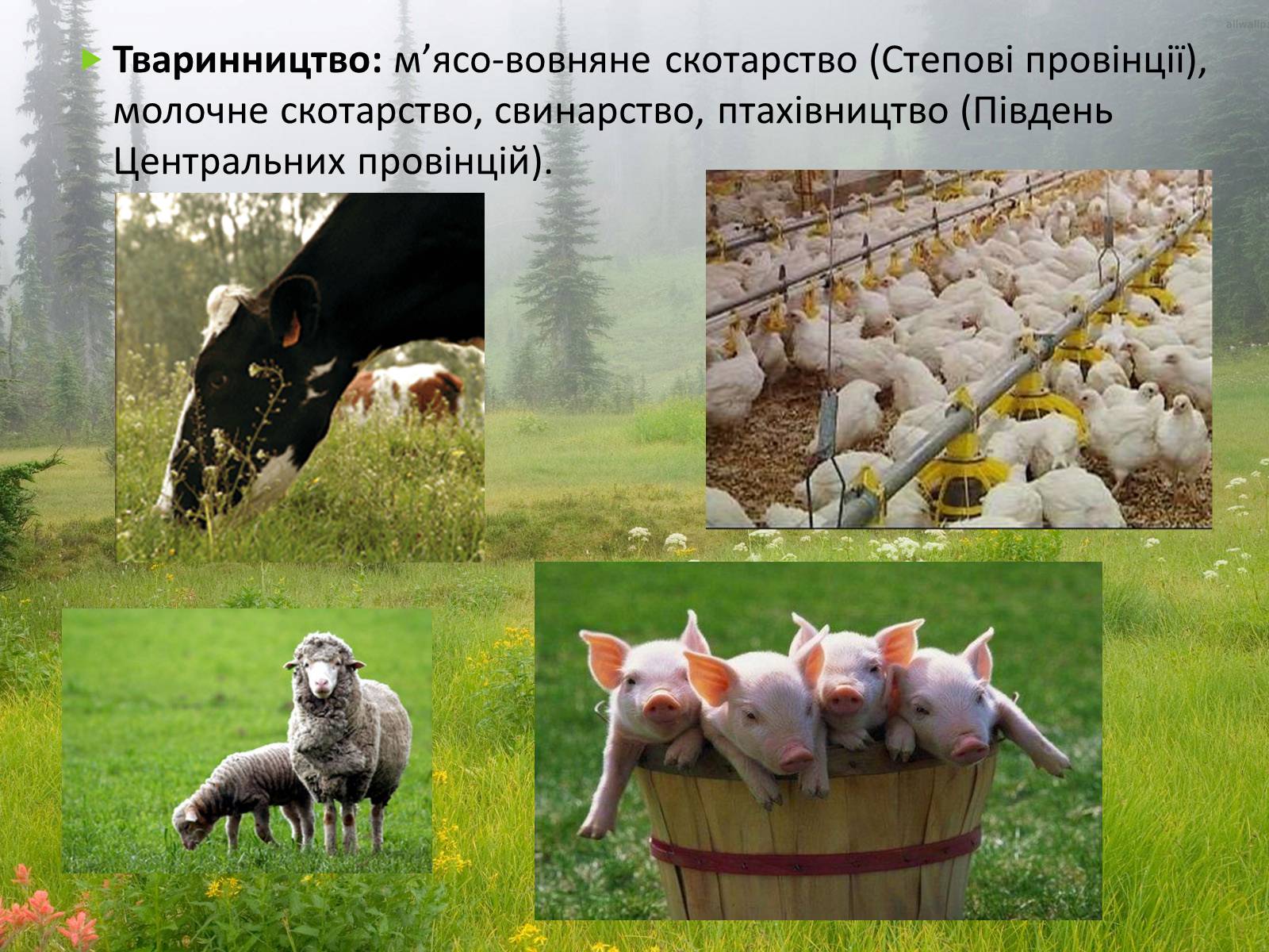Презентація на тему «Канада» (варіант 14) - Слайд #16 Презентація на тему «Канада» (варіант 14) - Слайд #16