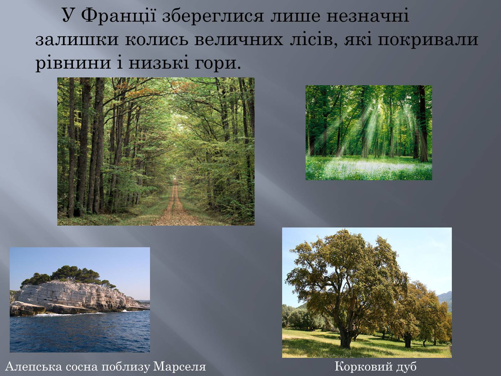 Презентація на тему «Франція» (варіант 13) - Слайд #14 Презентація на тему «Франція» (варіант 13) - Слайд #14