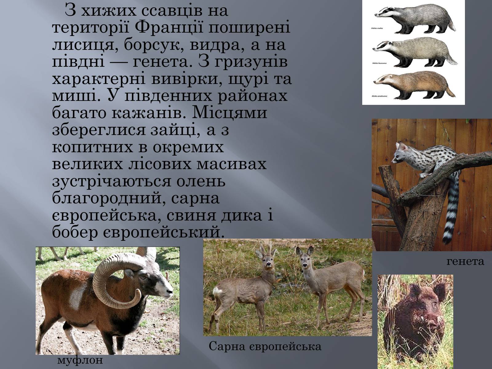 Презентація на тему «Франція» (варіант 13) - Слайд #17 Презентація на тему «Франція» (варіант 13) - Слайд #17