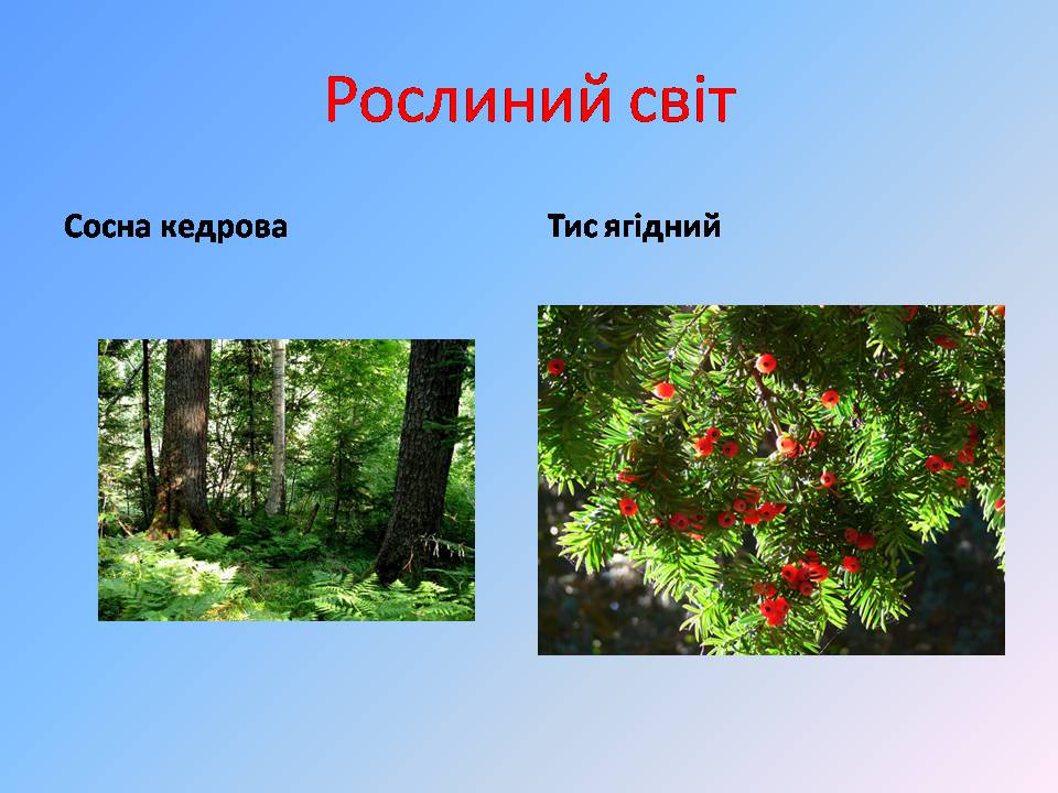 Презентація на тему «Польща» (варіант 21) - Слайд #8 Презентація на тему «Польща» (варіант 21) - Слайд #8