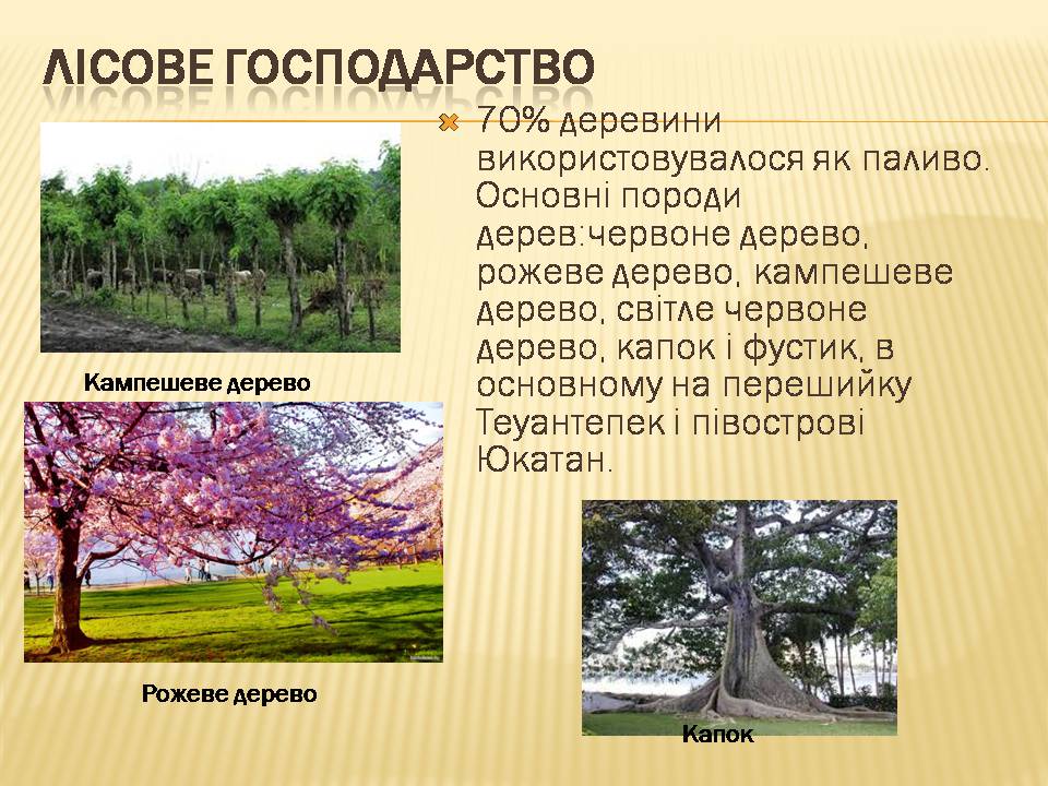 Презентація на тему «Загальна характеристика економіки Мексики» - Слайд #13 Презентація на тему «Загальна характеристика економіки Мексики» - Слайд #13