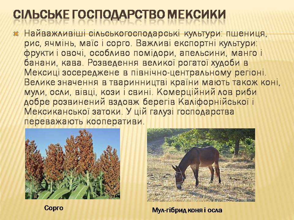 Презентація на тему «Загальна характеристика економіки Мексики» - Слайд #9 Презентація на тему «Загальна характеристика економіки Мексики» - Слайд #9