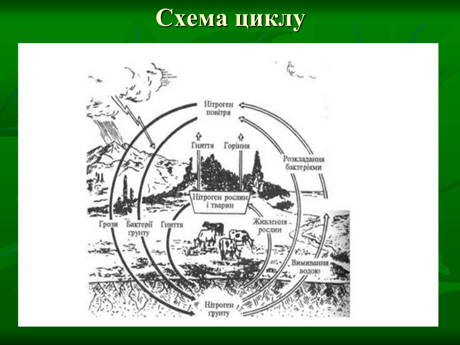 Презентація на тему «Цикл нітрогену в природі» - Слайд #4 Презентація на тему «Цикл нітрогену в природі» - Слайд #4