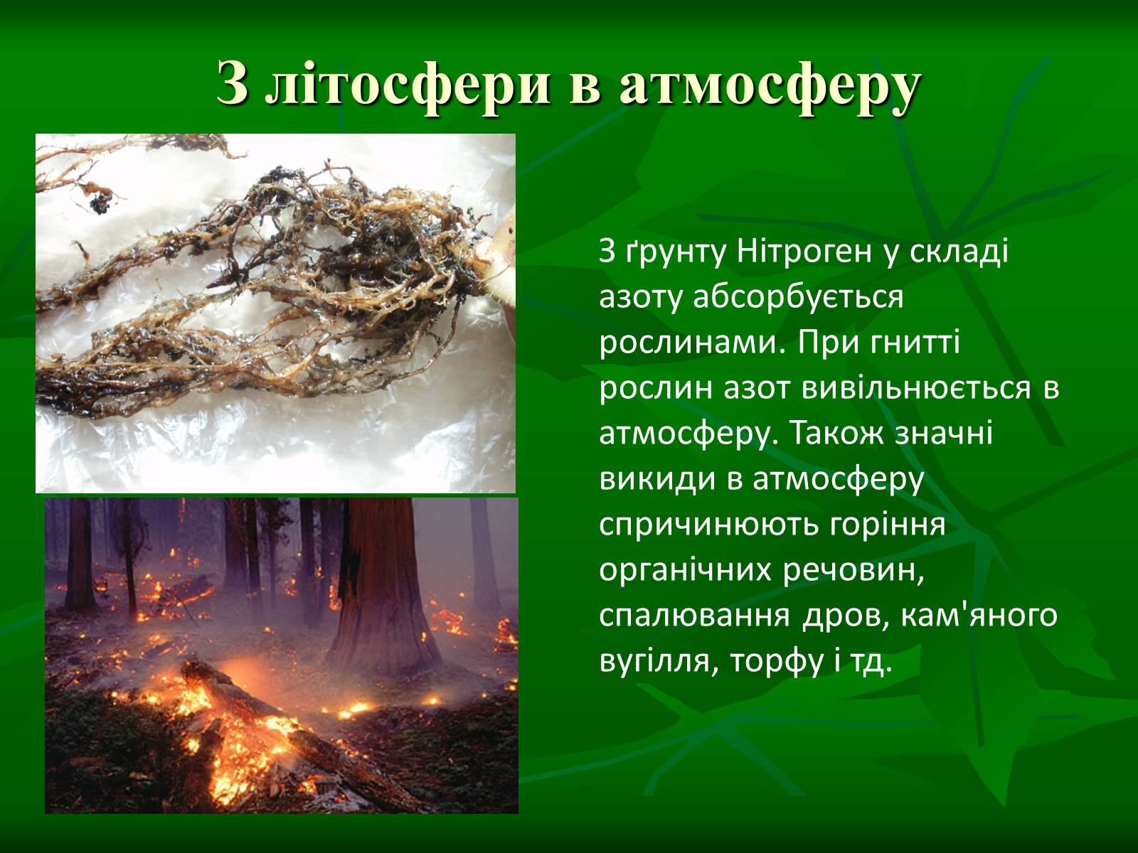 Презентація на тему «Цикл нітрогену в природі» - Слайд #5 Презентація на тему «Цикл нітрогену в природі» - Слайд #5