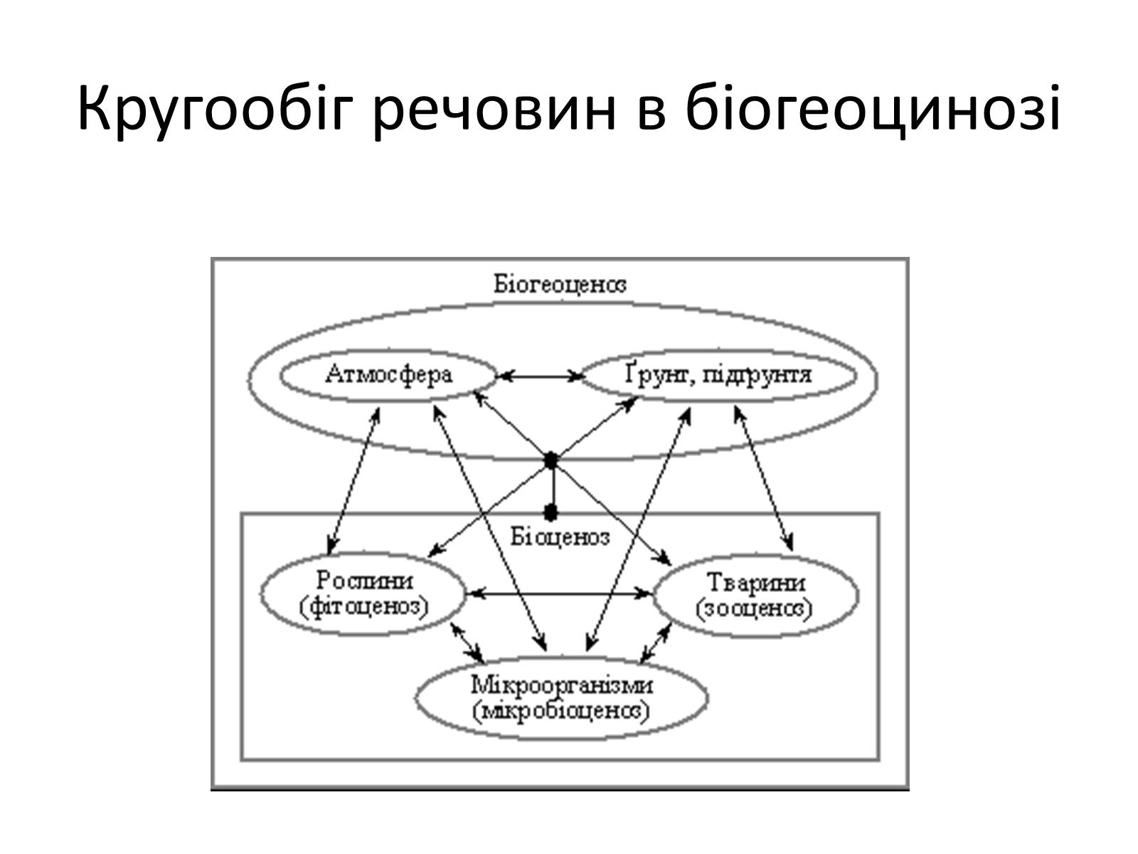 Презентація на тему «Кругообіг речовин» (варіант 2) - Слайд #12 Презентація на тему «Кругообіг речовин» (варіант 2) - Слайд #12
