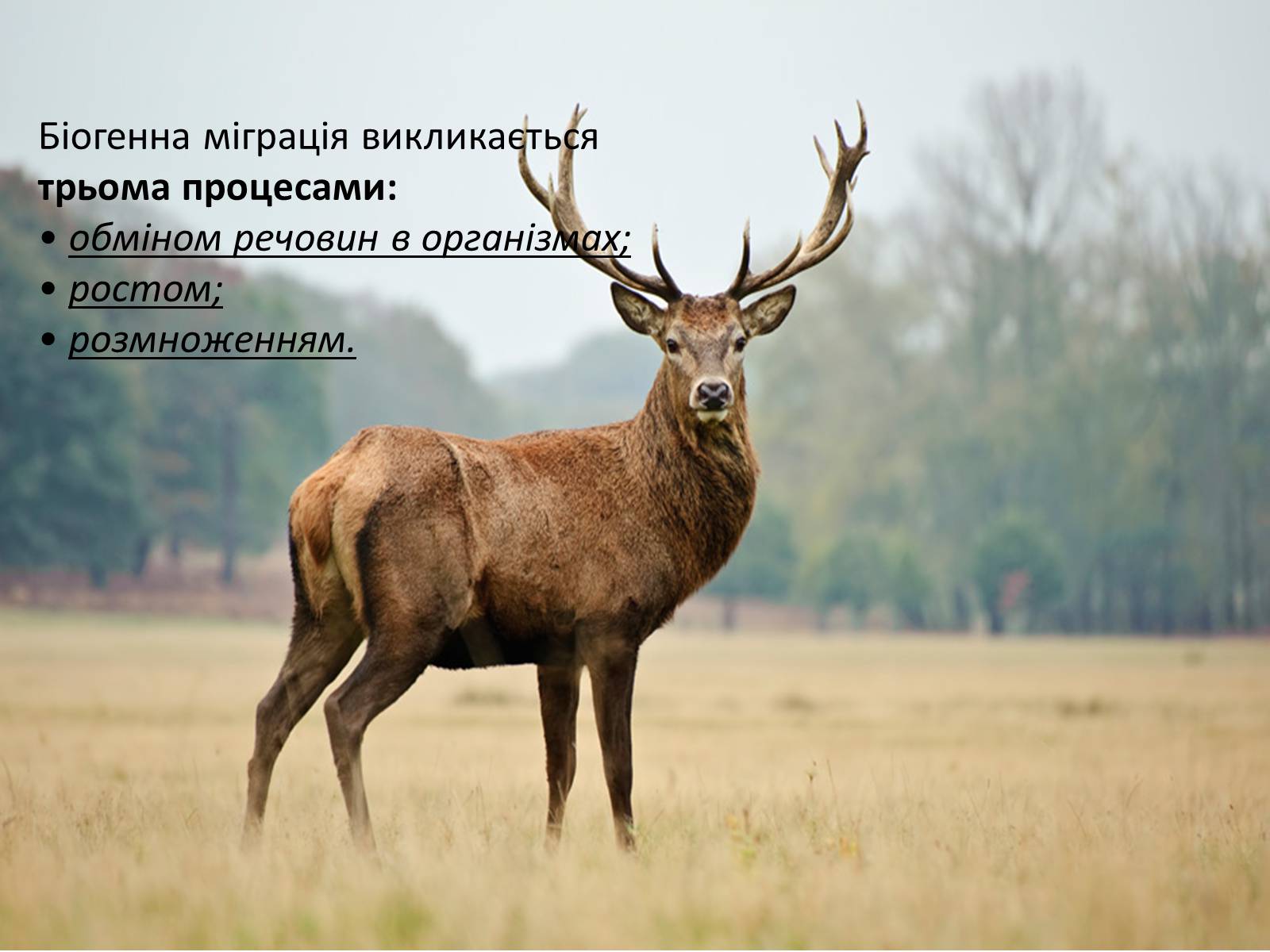 Презентація на тему «Кругообіг речовин» (варіант 2) - Слайд #5 Презентація на тему «Кругообіг речовин» (варіант 2) - Слайд #5