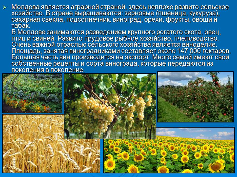 Презентація на тему «Молдавія» - Слайд #7 Презентація на тему «Молдавія» - Слайд #7