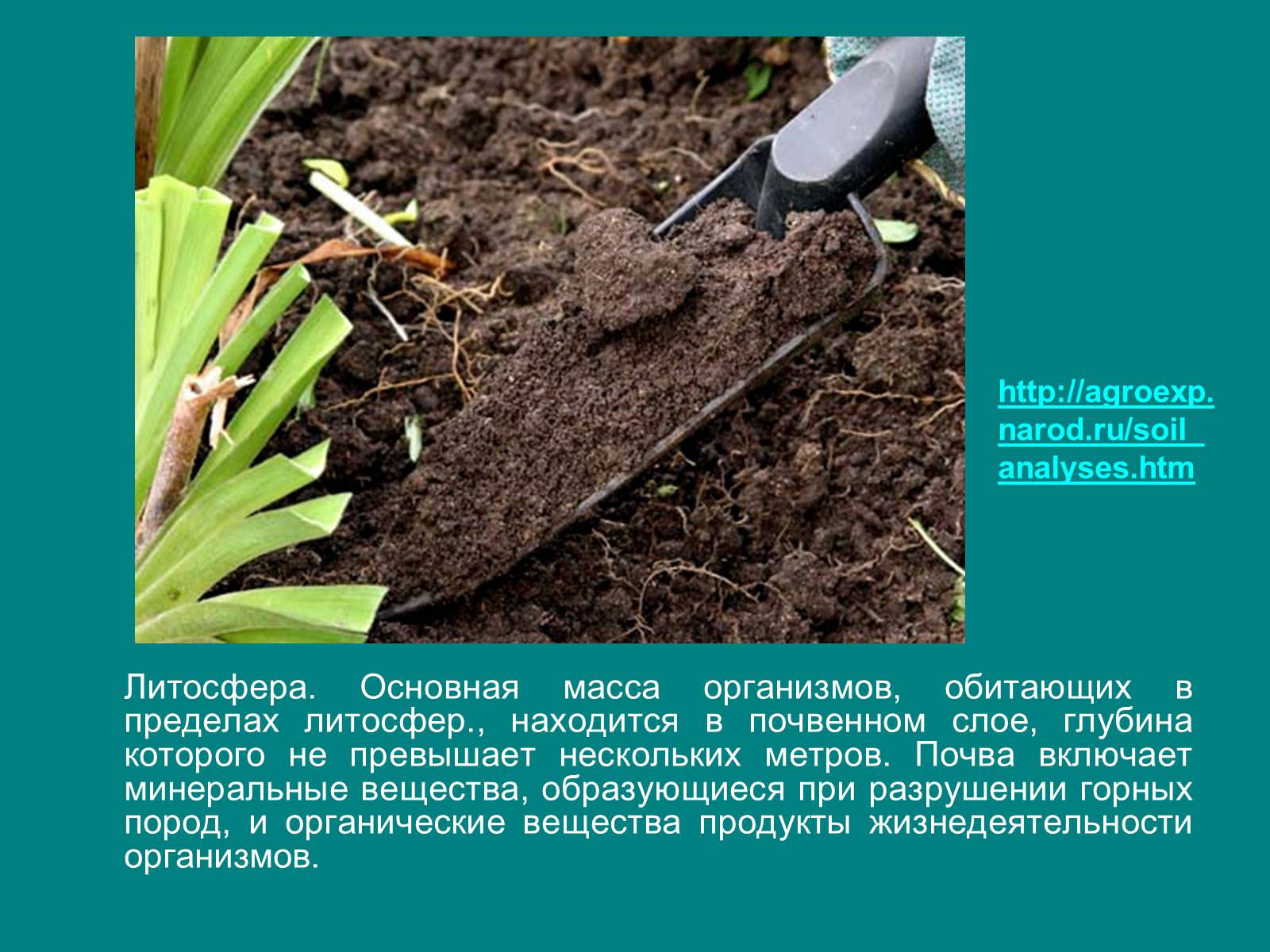 Презентація на тему «Структура биосферы» (варіант 1) - Слайд #12 Презентація на тему «Структура биосферы» (варіант 1) - Слайд #12