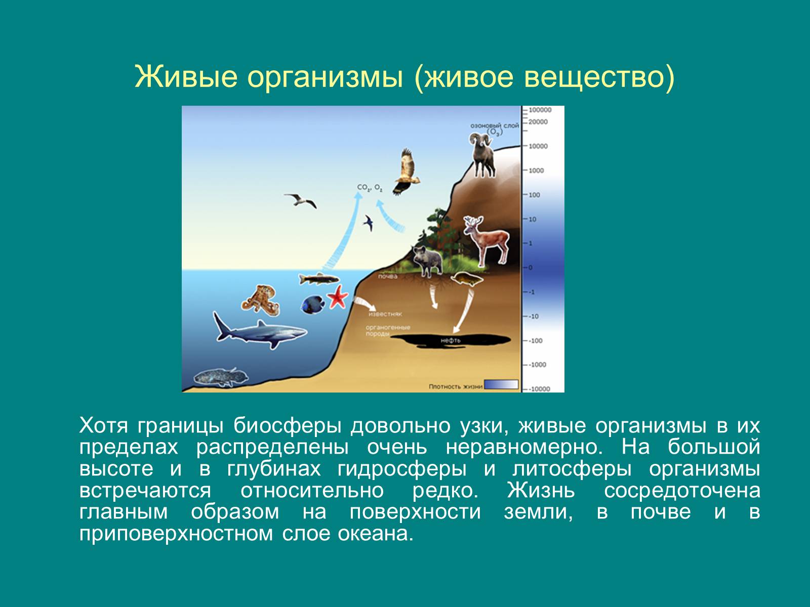 Презентація на тему «Структура биосферы» (варіант 1) - Слайд #13 Презентація на тему «Структура биосферы» (варіант 1) - Слайд #13