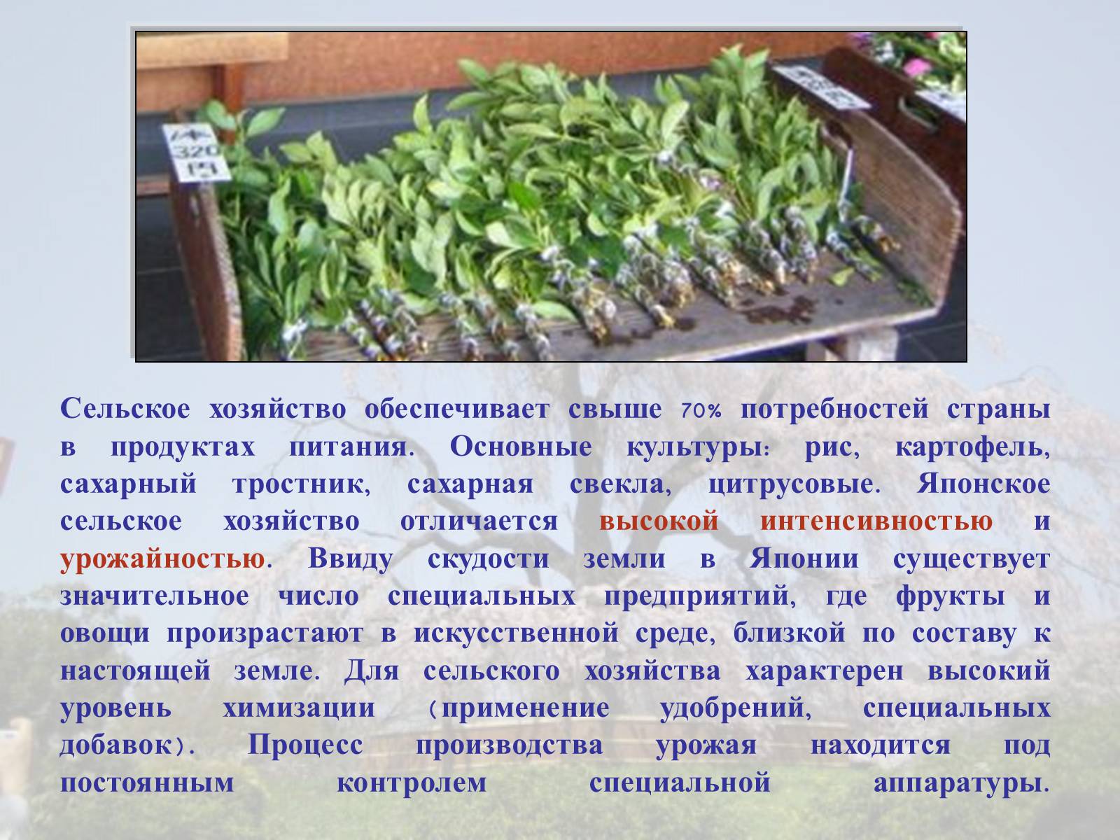 Презентація на тему «Японія» (варіант 36) - Слайд #10 Презентація на тему «Японія» (варіант 36) - Слайд #10