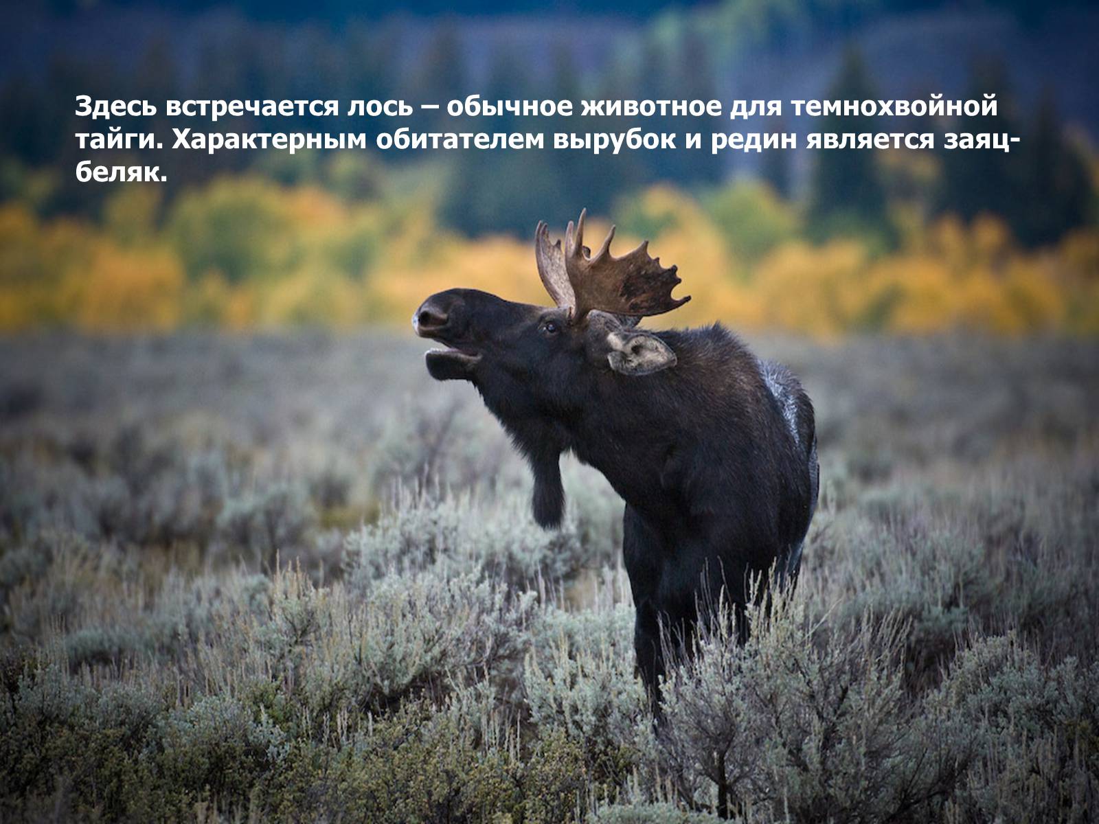 Презентація на тему «Тропами Уреньги» - Слайд #9 Презентація на тему «Тропами Уреньги» - Слайд #9