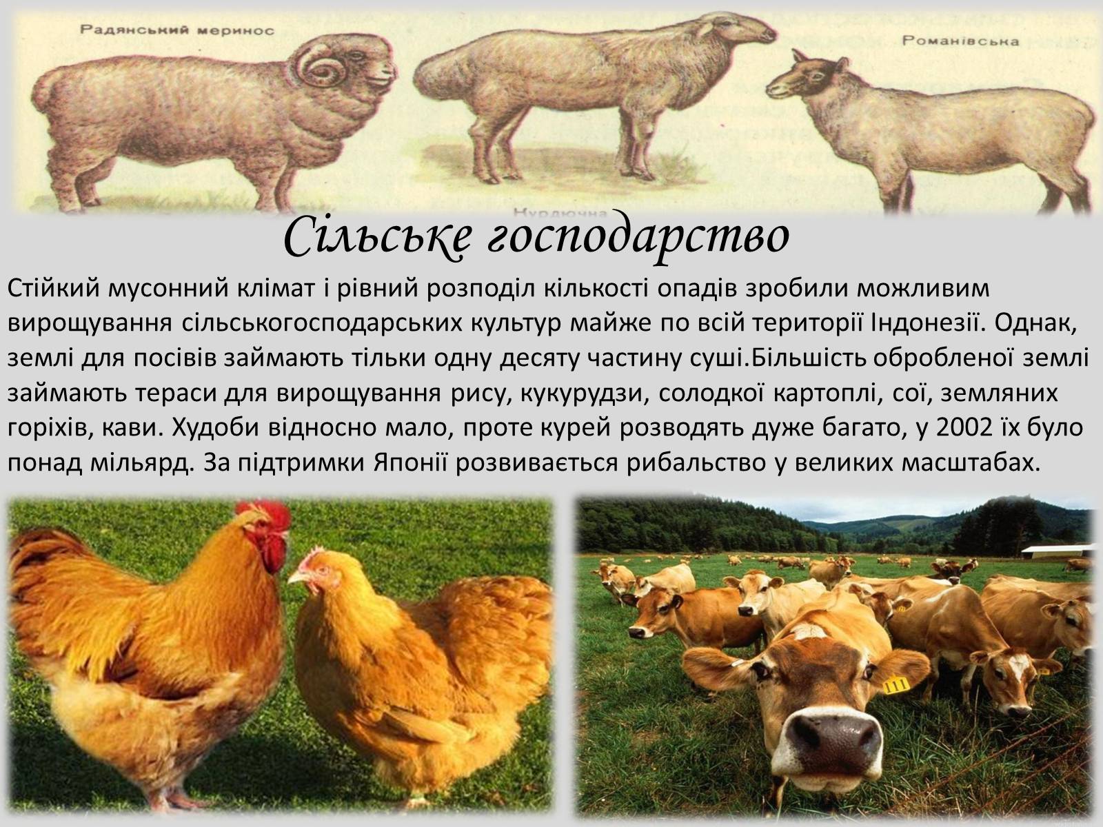 Презентація на тему «Індонезія» (варіант 1) - Слайд #5 Презентація на тему «Індонезія» (варіант 1) - Слайд #5
