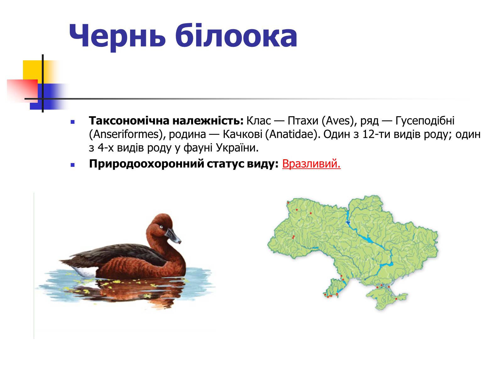 Презентація на тему «Червона книга України» (варіант 9) - Слайд #15 Презентація на тему «Червона книга України» (варіант 9) - Слайд #15