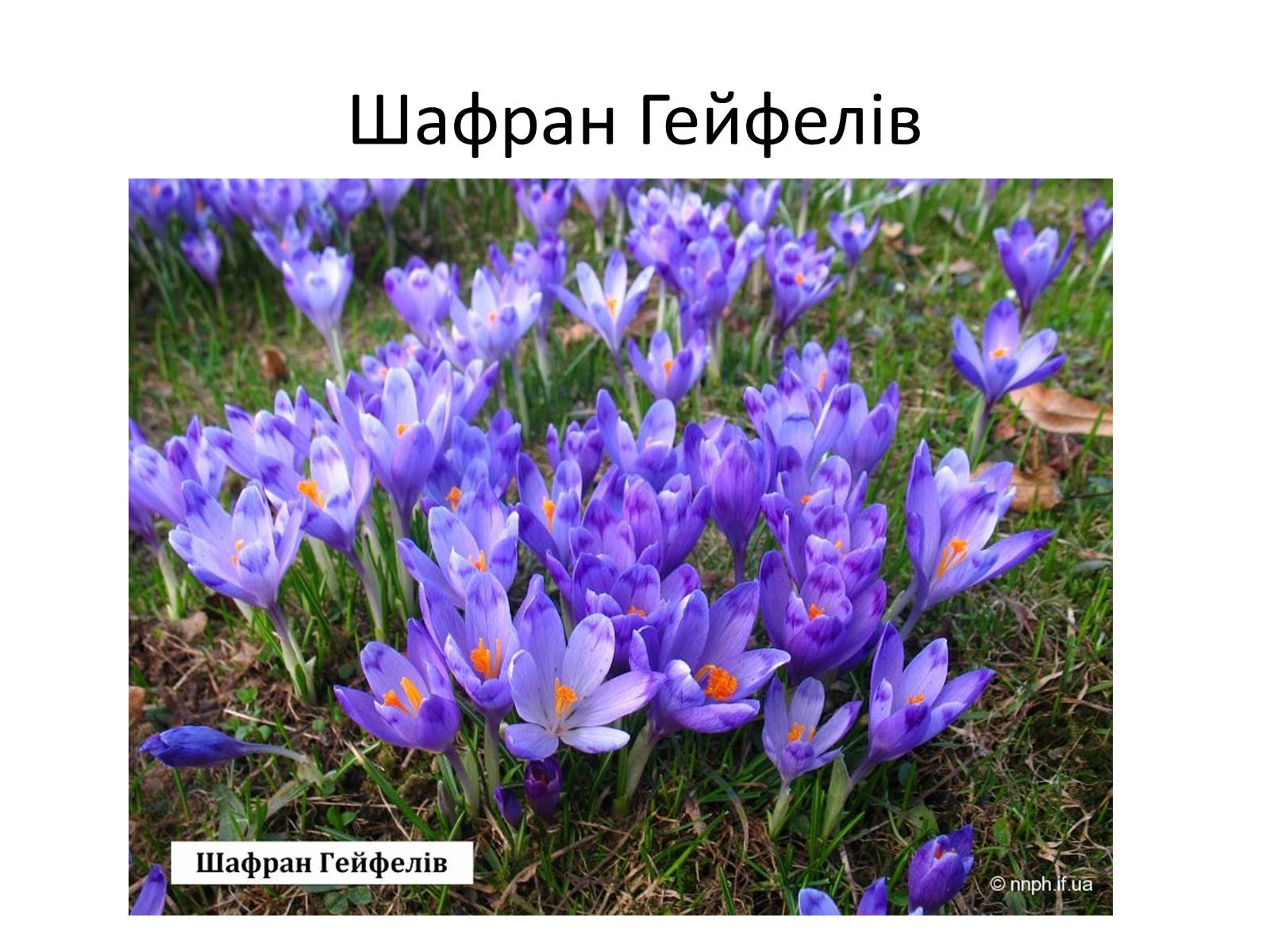 Презентація на тему «Зачарований край» - Слайд #22 Презентація на тему «Зачарований край» - Слайд #22