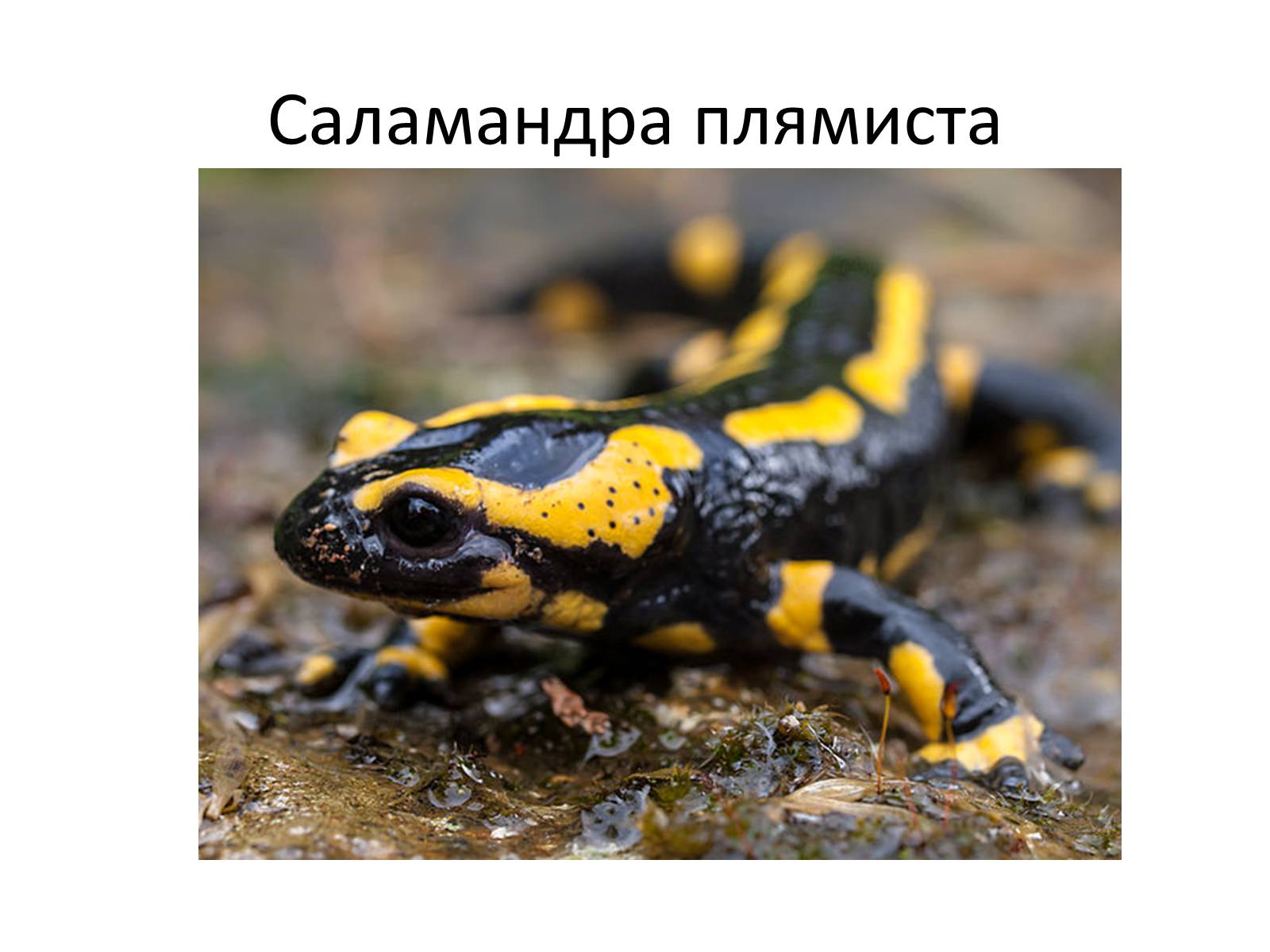 Презентація на тему «Зачарований край» - Слайд #44 Презентація на тему «Зачарований край» - Слайд #44