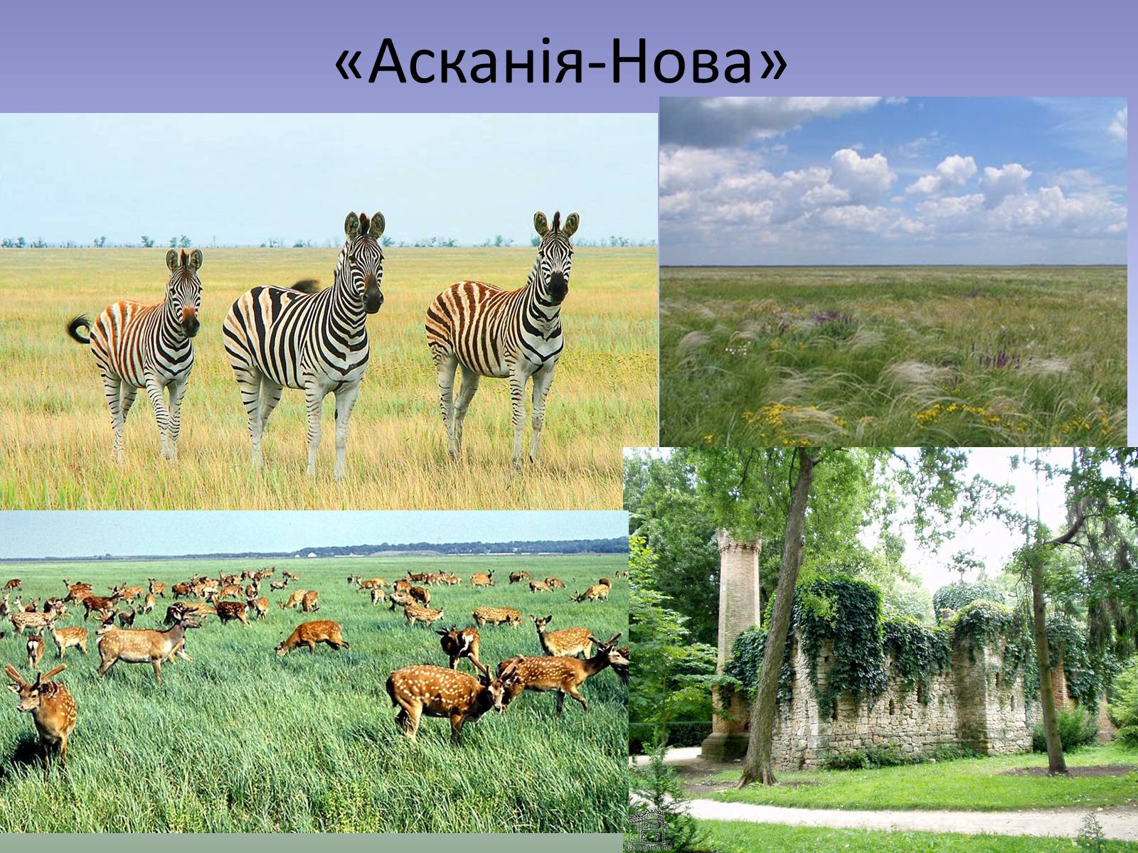 Презентація на тему «Охорона біосфери» (варіант 3) - Слайд #10 Презентація на тему «Охорона біосфери» (варіант 3) - Слайд #10
