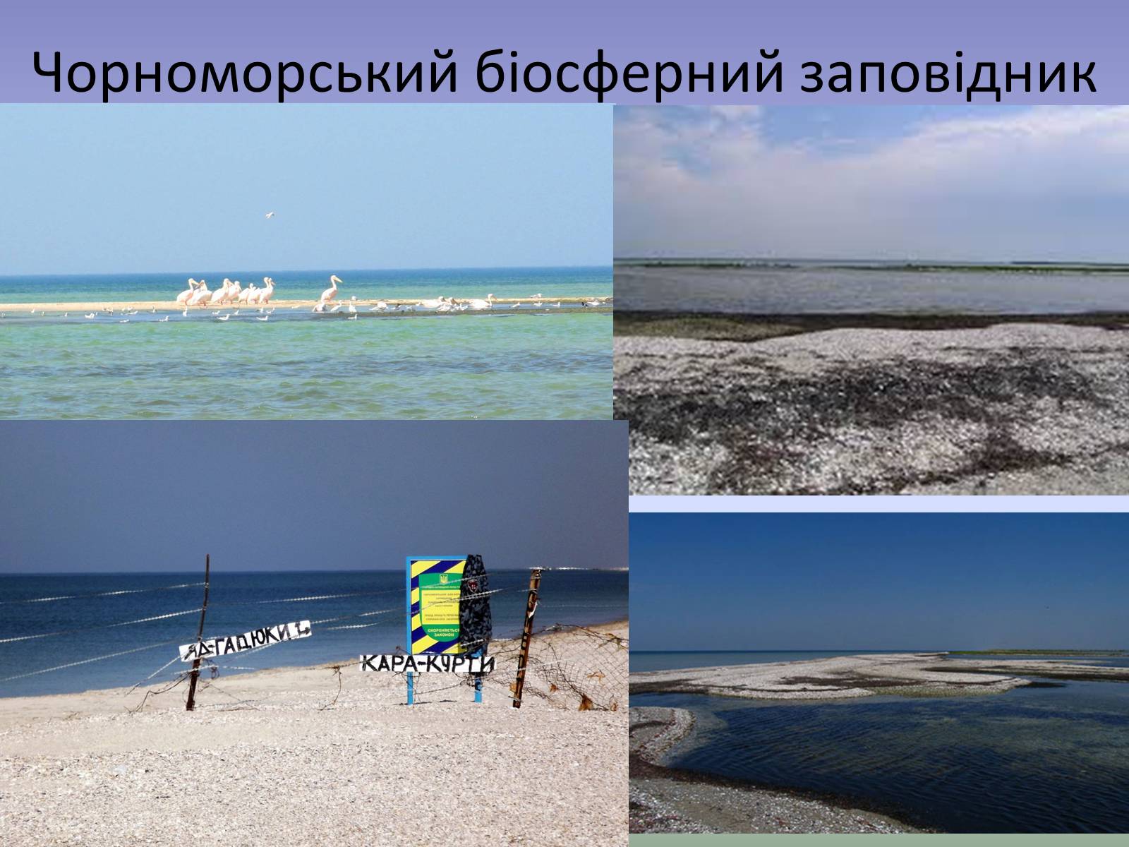 Презентація на тему «Охорона біосфери» (варіант 3) - Слайд #11 Презентація на тему «Охорона біосфери» (варіант 3) - Слайд #11