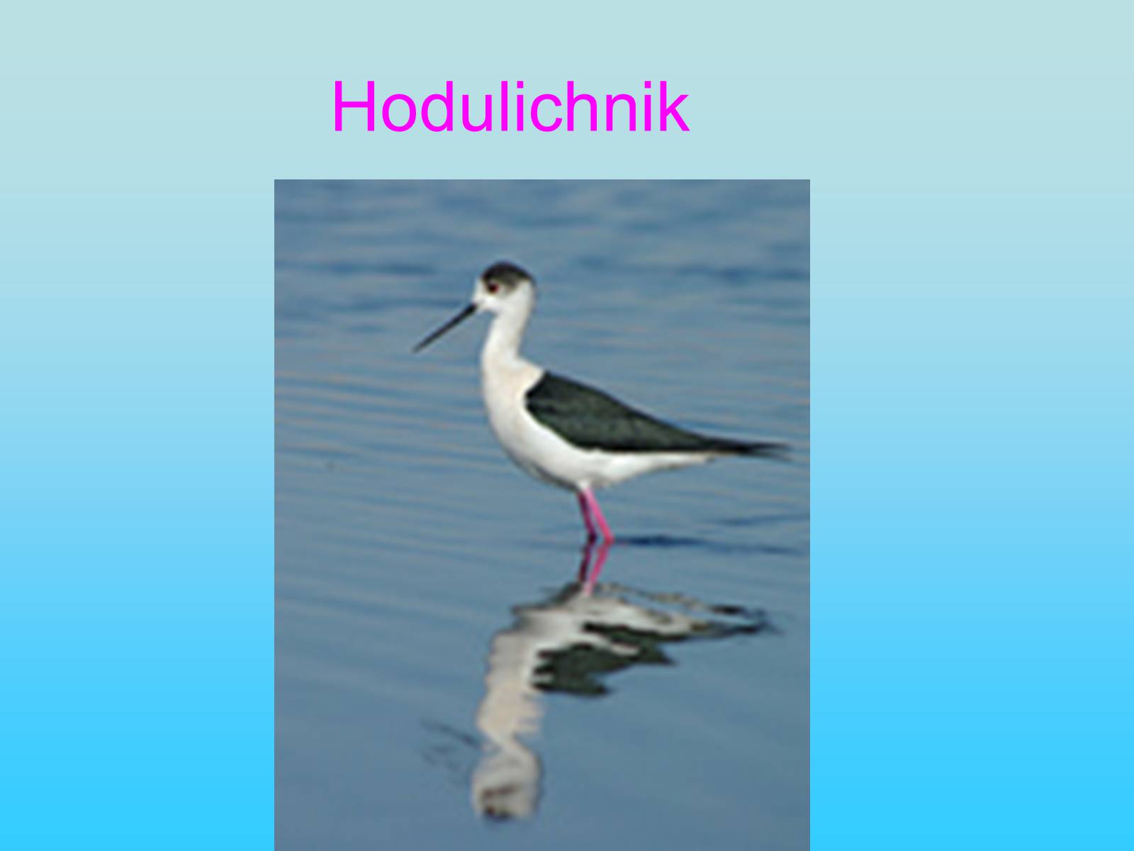 Презентація на тему «Black Sea Biosphere Reserve» - Слайд #13 Презентація на тему «Black Sea Biosphere Reserve» - Слайд #13