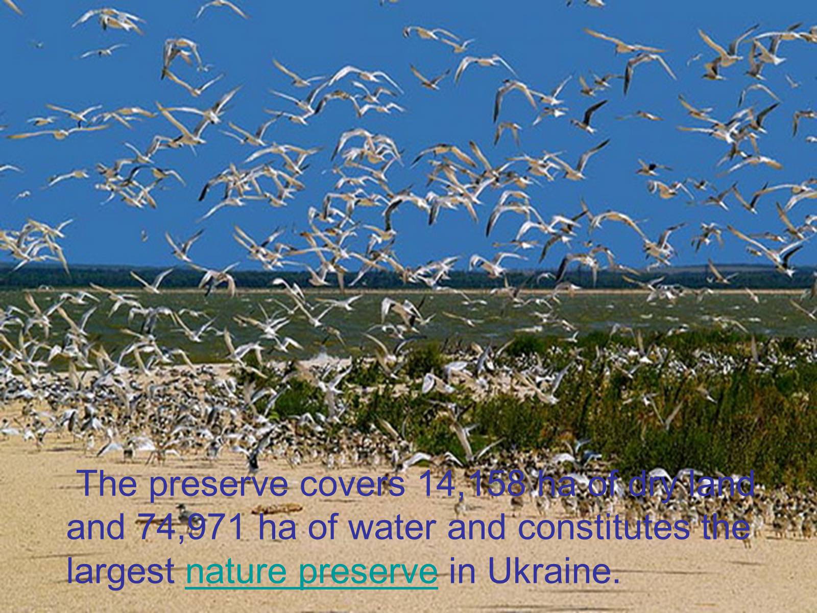 Презентація на тему «Black Sea Biosphere Reserve» - Слайд #4 Презентація на тему «Black Sea Biosphere Reserve» - Слайд #4