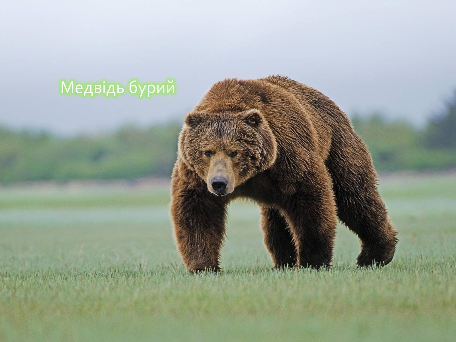 Презентація на тему «Горгани» - Слайд #11 Презентація на тему «Горгани» - Слайд #11