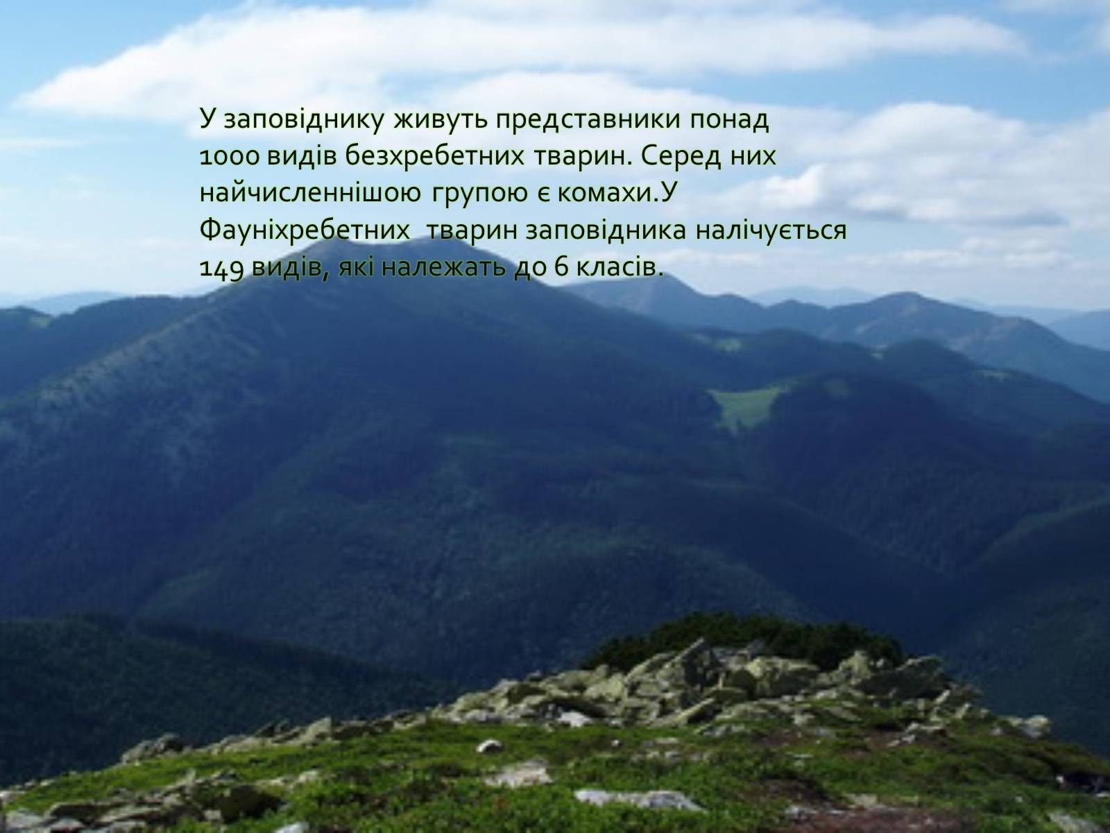 Презентація на тему «Горгани» - Слайд #14 Презентація на тему «Горгани» - Слайд #14