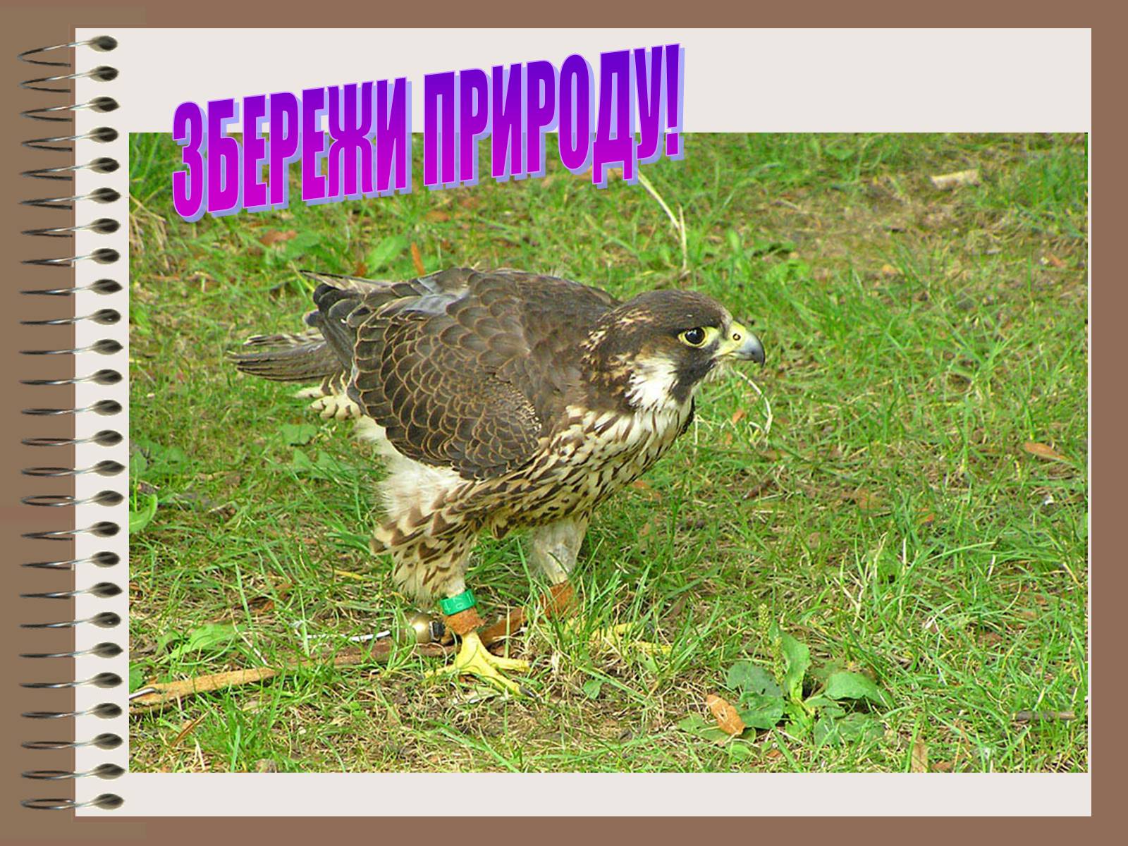 Презентація на тему «Людина і біосфера» (варіант 1) - Слайд #11 Презентація на тему «Людина і біосфера» (варіант 1) - Слайд #11
