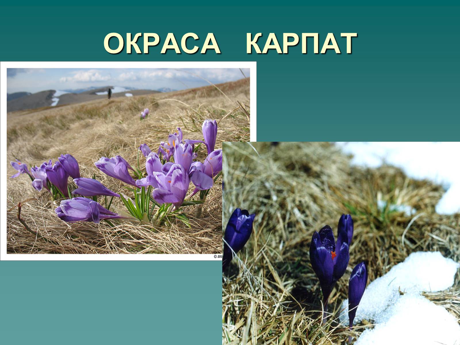 Презентація на тему «Українські Карпати» (варіант 1) - Слайд #22 Презентація на тему «Українські Карпати» (варіант 1) - Слайд #22