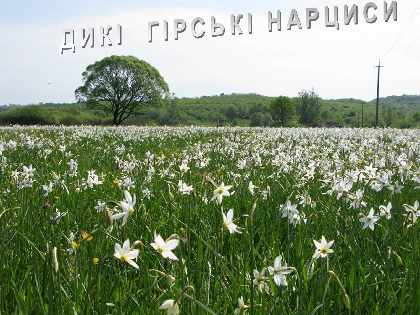 Презентація на тему «Українські Карпати» (варіант 1) - Слайд #24 Презентація на тему «Українські Карпати» (варіант 1) - Слайд #24