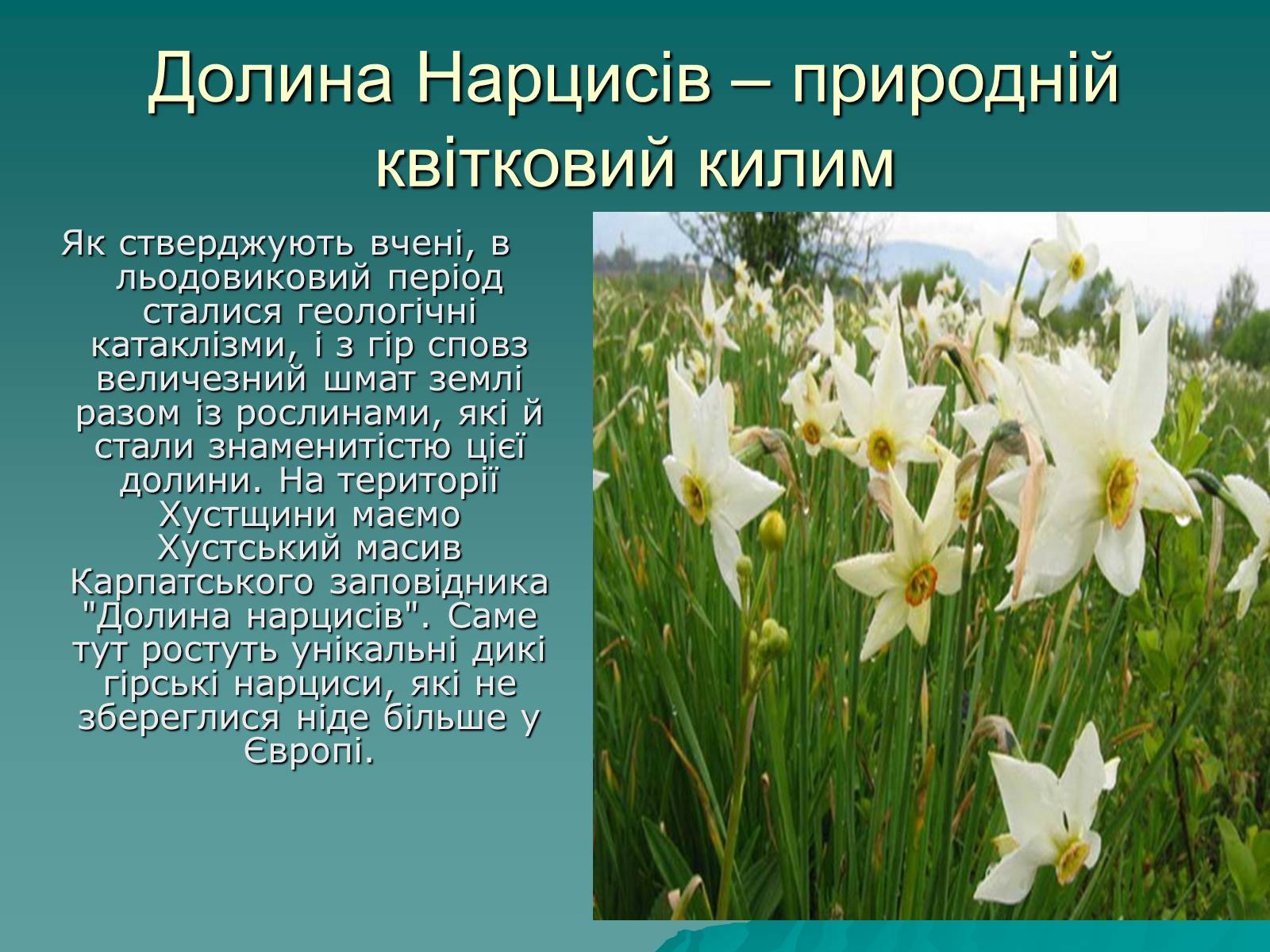 Презентація на тему «Українські Карпати» (варіант 1) - Слайд #25 Презентація на тему «Українські Карпати» (варіант 1) - Слайд #25