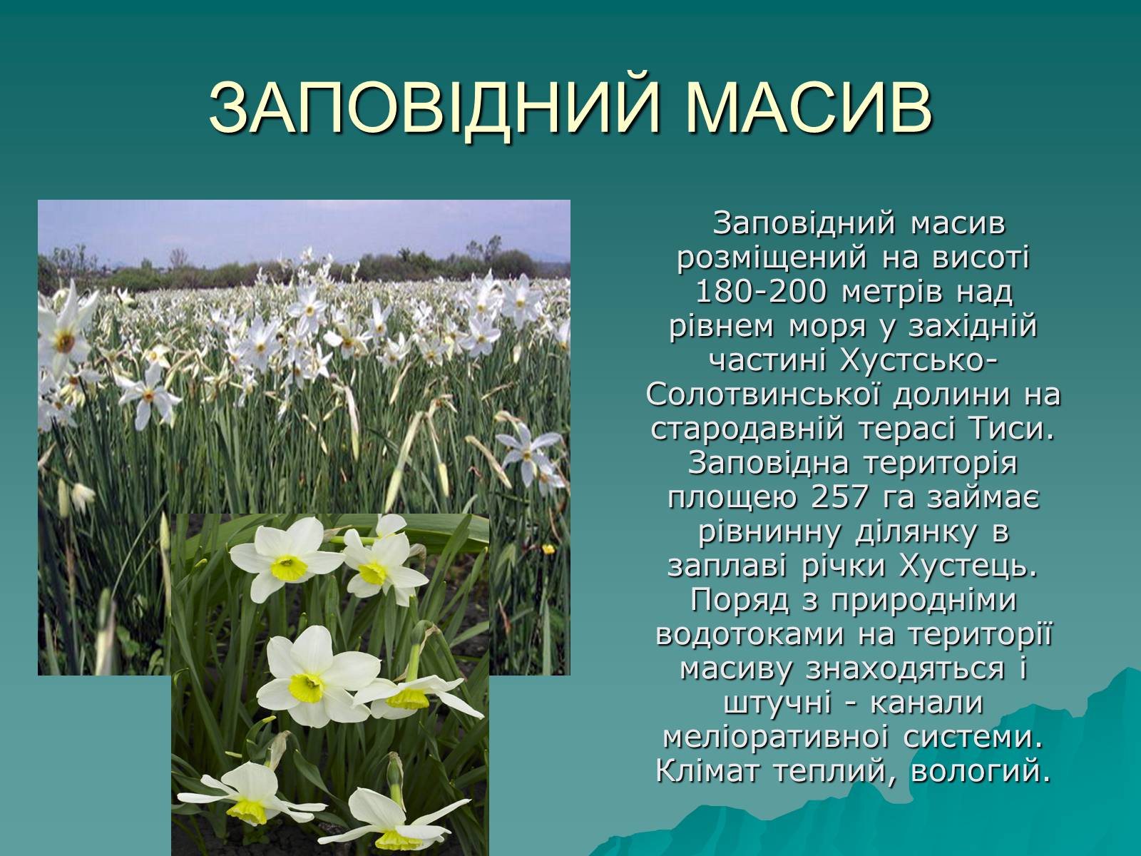 Презентація на тему «Українські Карпати» (варіант 1) - Слайд #26 Презентація на тему «Українські Карпати» (варіант 1) - Слайд #26