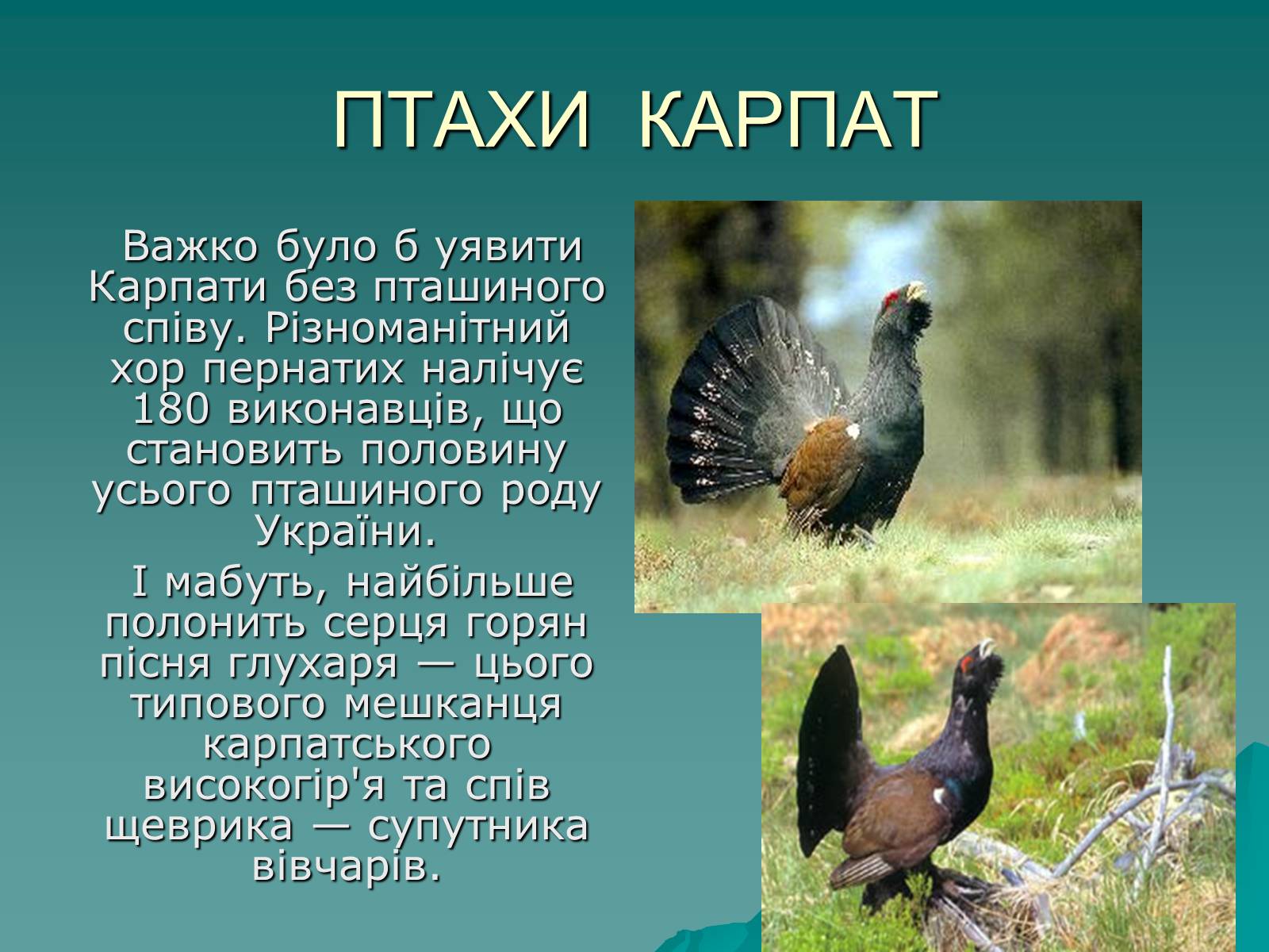 Презентація на тему «Українські Карпати» (варіант 1) - Слайд #29 Презентація на тему «Українські Карпати» (варіант 1) - Слайд #29