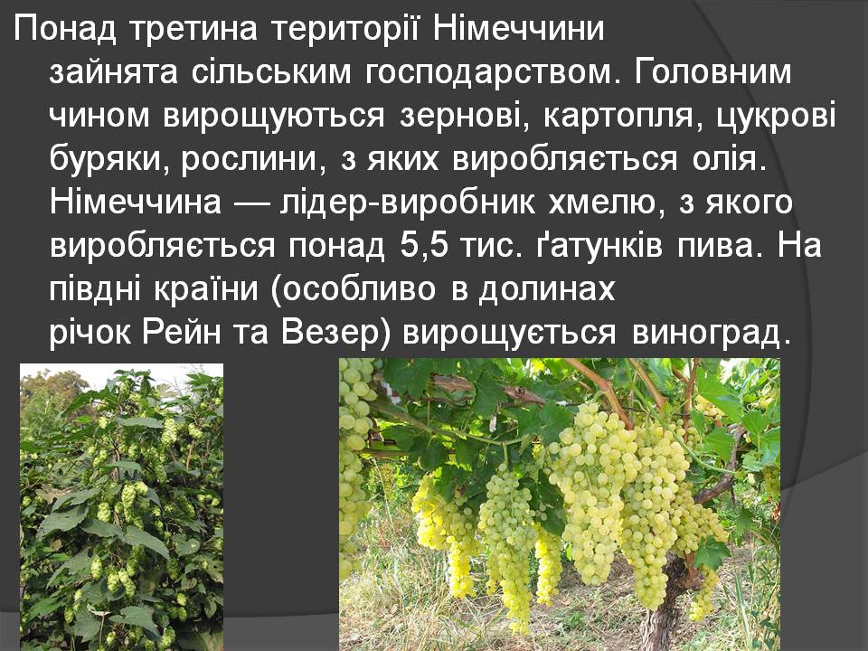 Презентація на тему «Німеччина» (варіант 29) - Слайд #11 Презентація на тему «Німеччина» (варіант 29) - Слайд #11