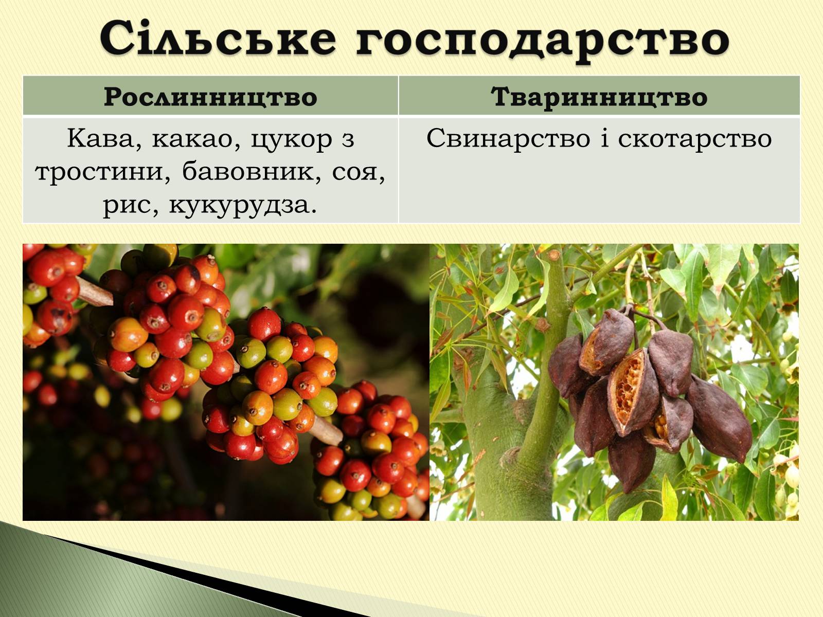 Презентація на тему «Федеративна Республіка Бразилія» - Слайд #20 Презентація на тему «Федеративна Республіка Бразилія» - Слайд #20