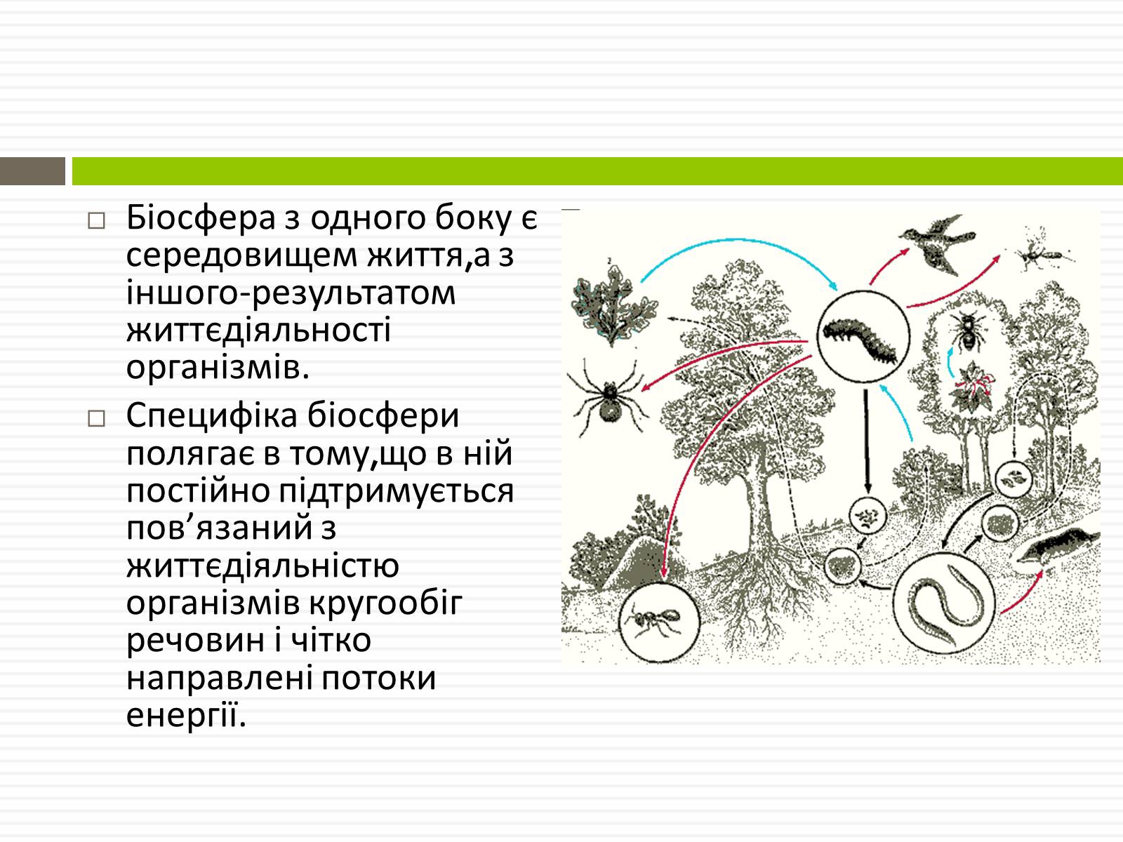 Презентація на тему «Біосфера» (варіант 2) - Слайд #8 Презентація на тему «Біосфера» (варіант 2) - Слайд #8