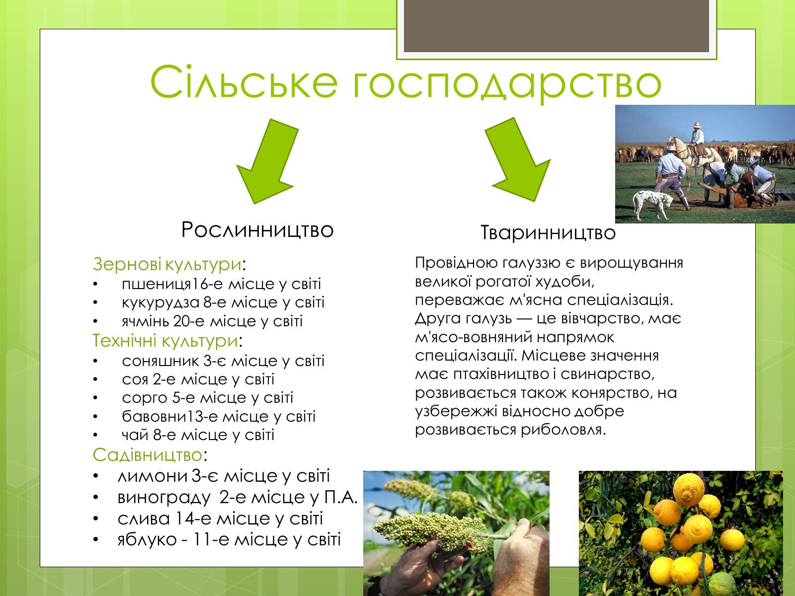 Презентація на тему «Агрентина» - Слайд #9 Презентація на тему «Агрентина» - Слайд #9