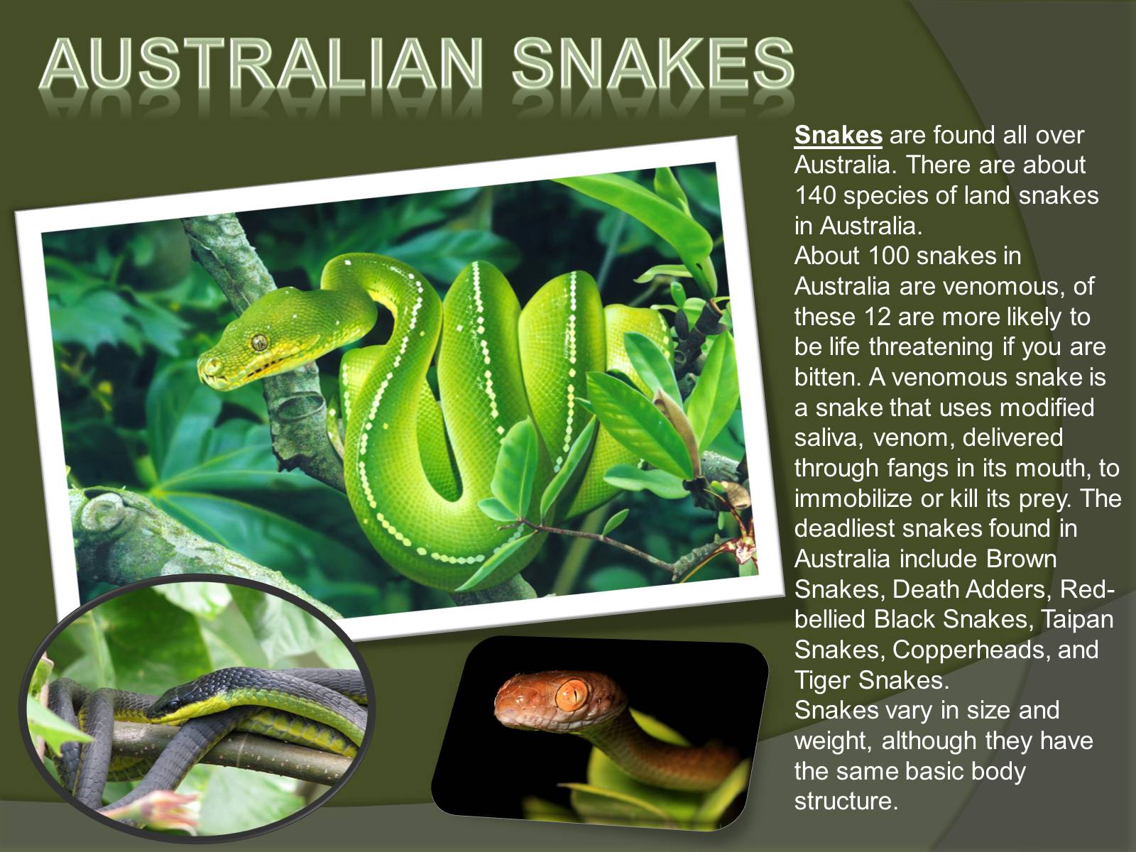 Презентація на тему «Austrlian Animal» - Слайд #10