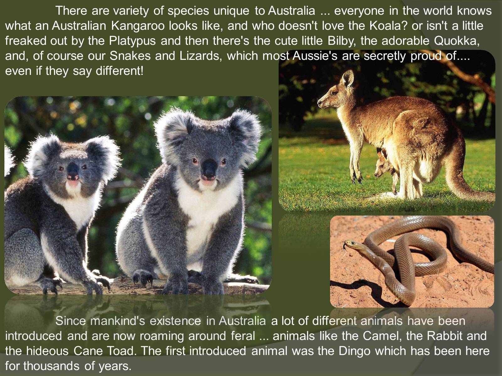 Презентація на тему «Austrlian Animal» - Слайд #3