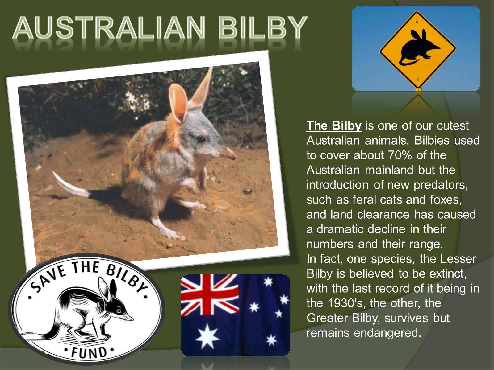 Презентація на тему «Austrlian Animal» - Слайд #5