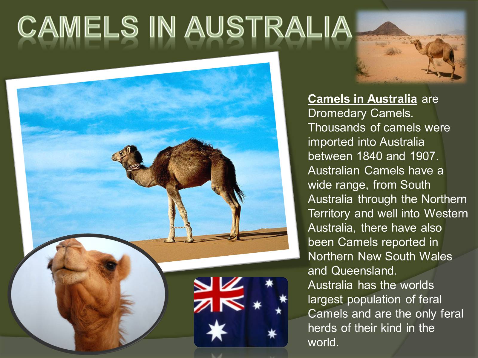 Презентація на тему «Austrlian Animal» - Слайд #6
