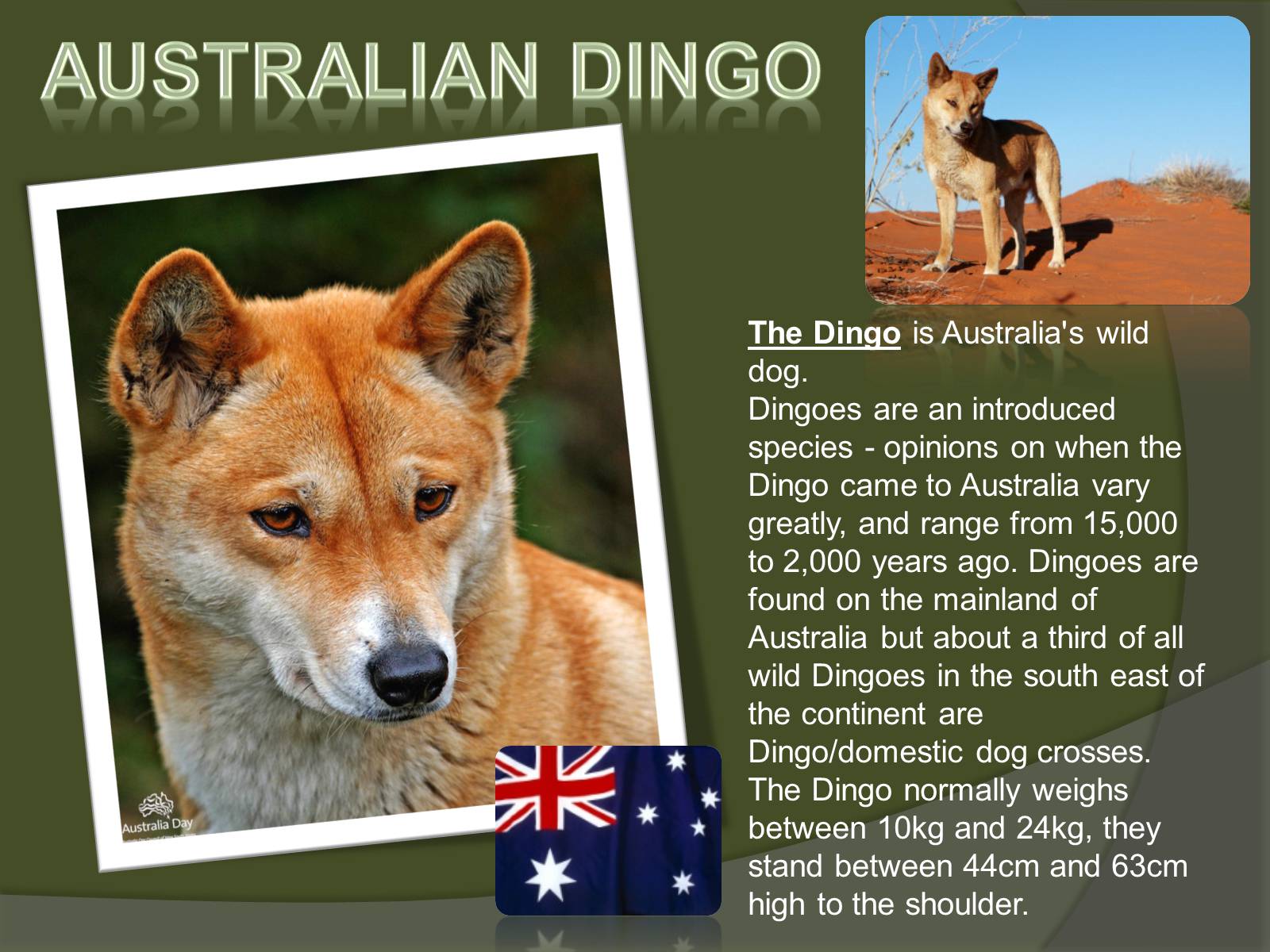 Презентація на тему «Austrlian Animal» - Слайд #7
