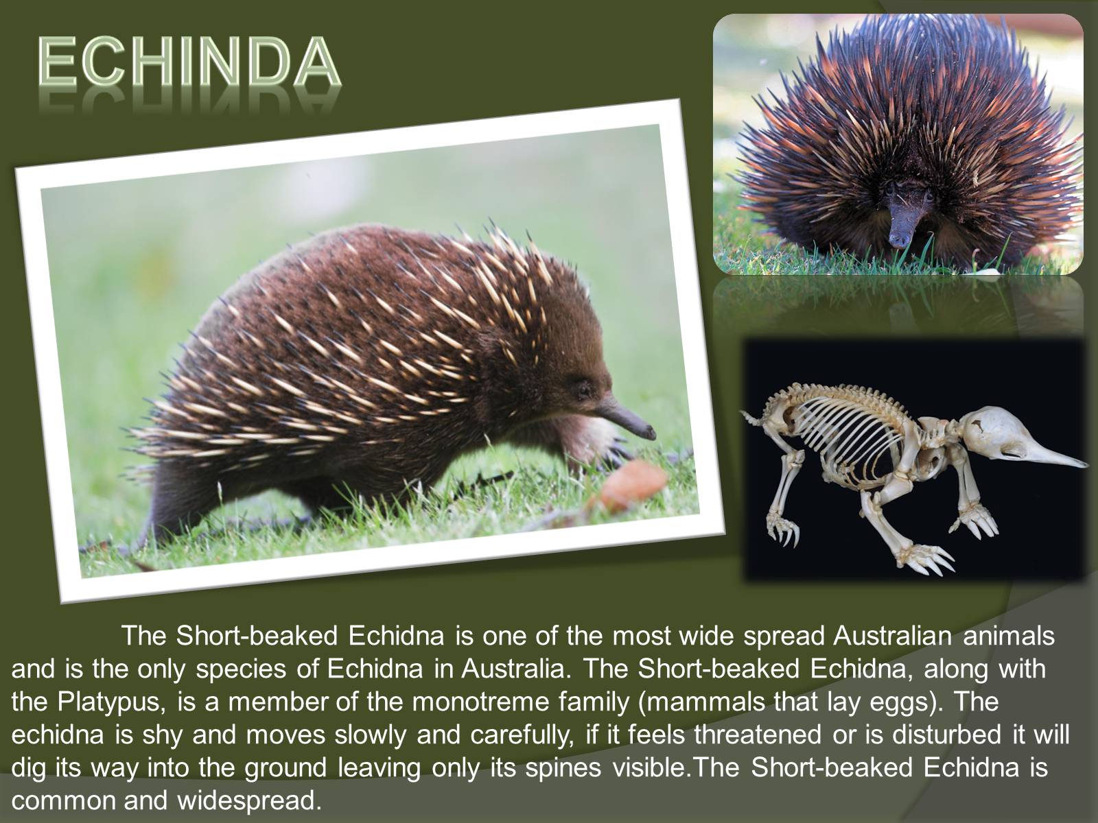Презентація на тему «Austrlian Animal» - Слайд #8