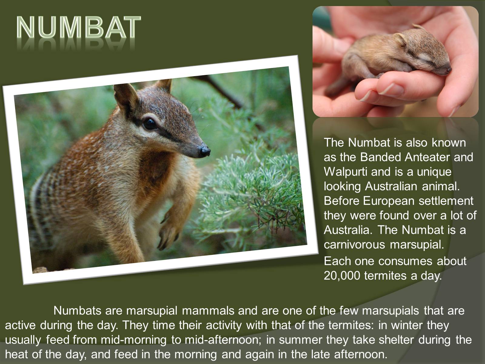 Презентація на тему «Austrlian Animal» - Слайд #9