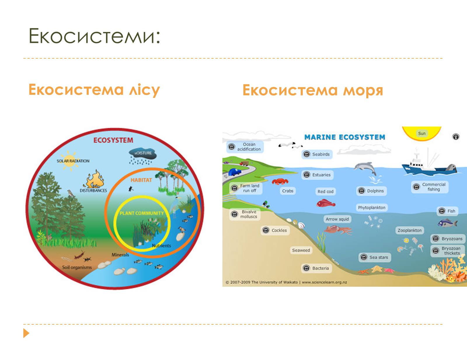 Презентація на тему «Розміри та склад екосистем» - Слайд #2 Презентація на тему «Розміри та склад екосистем» - Слайд #2